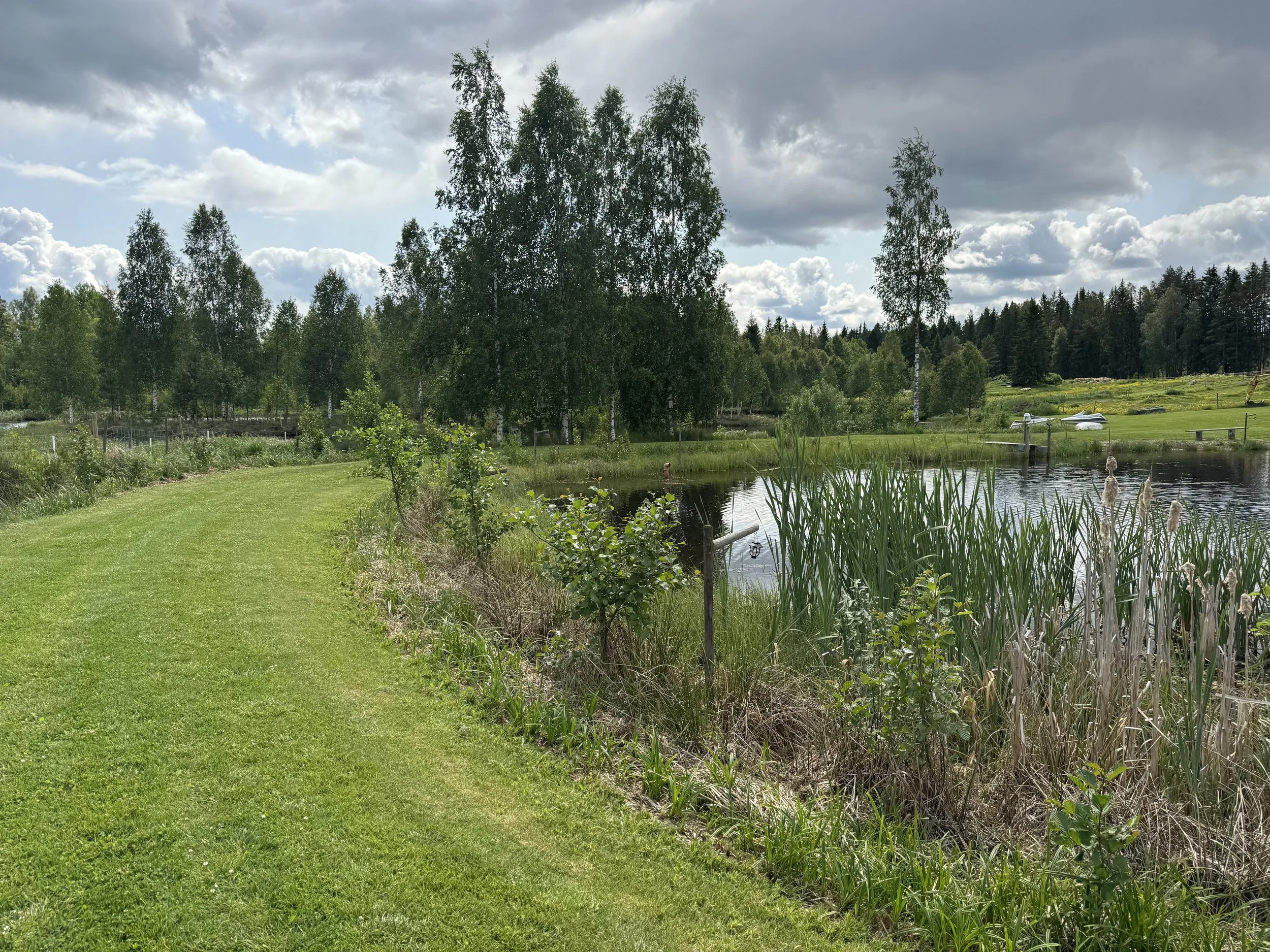 Gräsbevuxen väg vid en liten sjö eller damm med gräs och buskar längs kanten, omringad av träd och ett molnigt himmel.