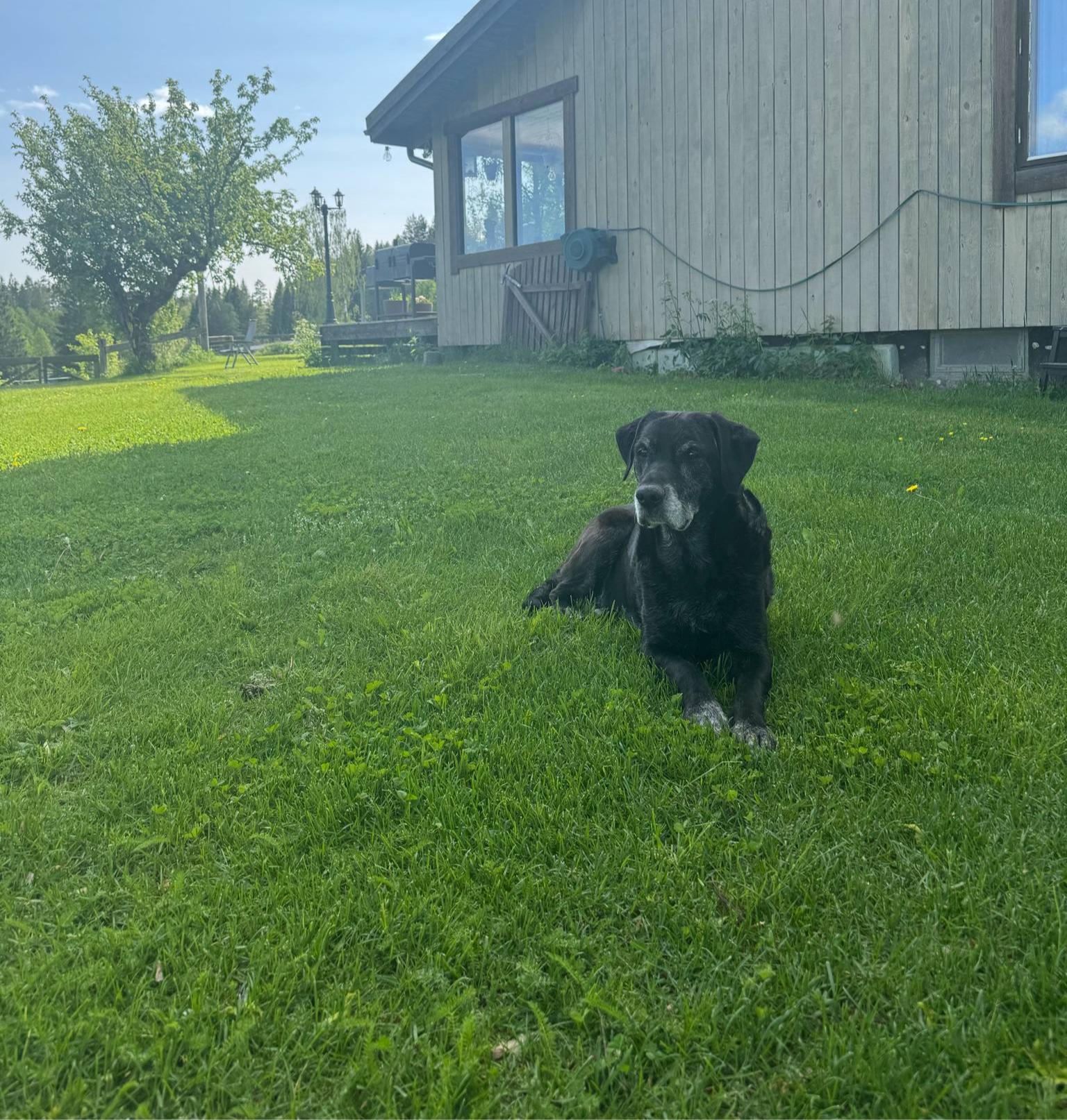 En svart hund ligger på en grön gräsmatta framför ett hus med träfasad, på en solig dag.