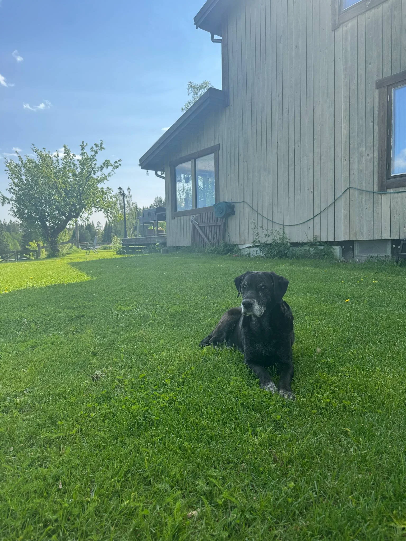 En svart hund ligger på gräset framför ett hus i en trädgård, soligt väder.