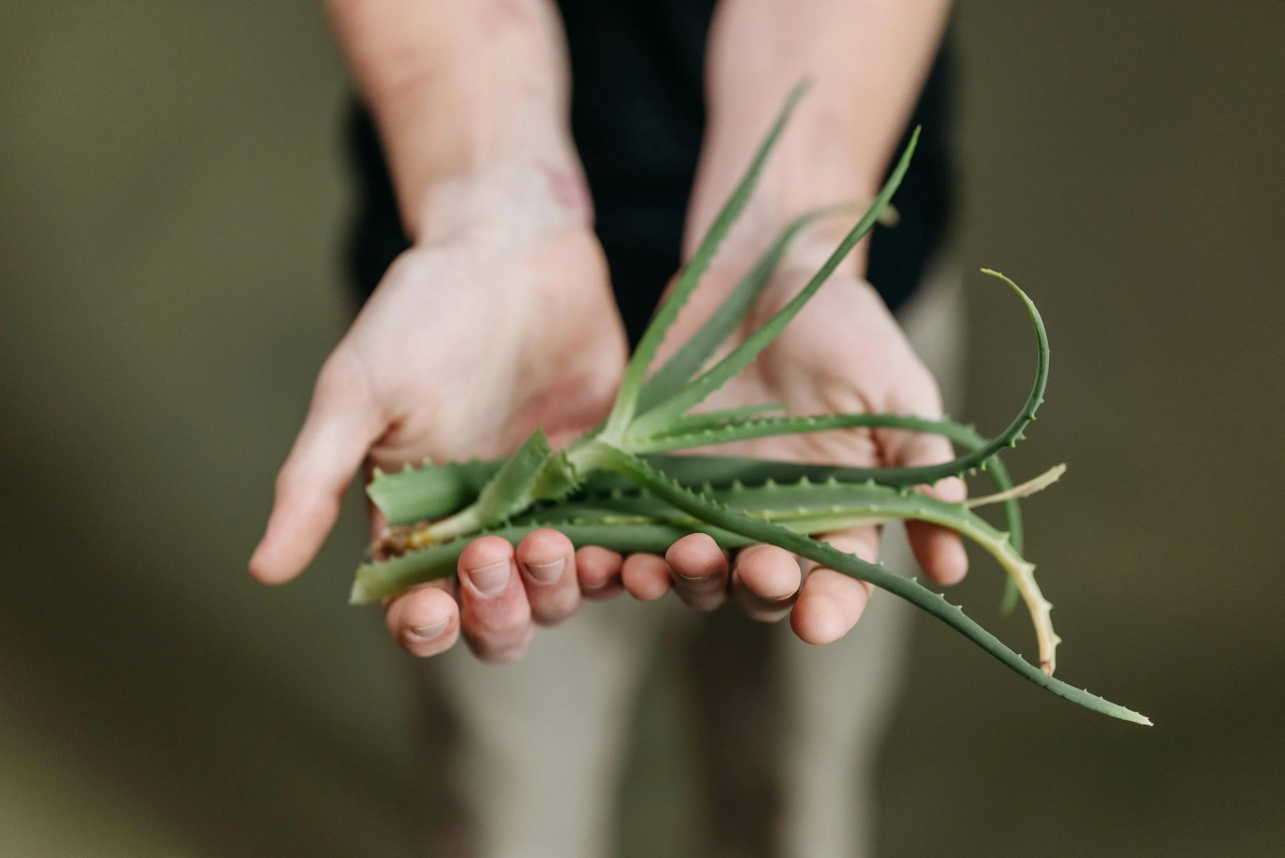 Où placer un Aloe Vera dans la maison ?