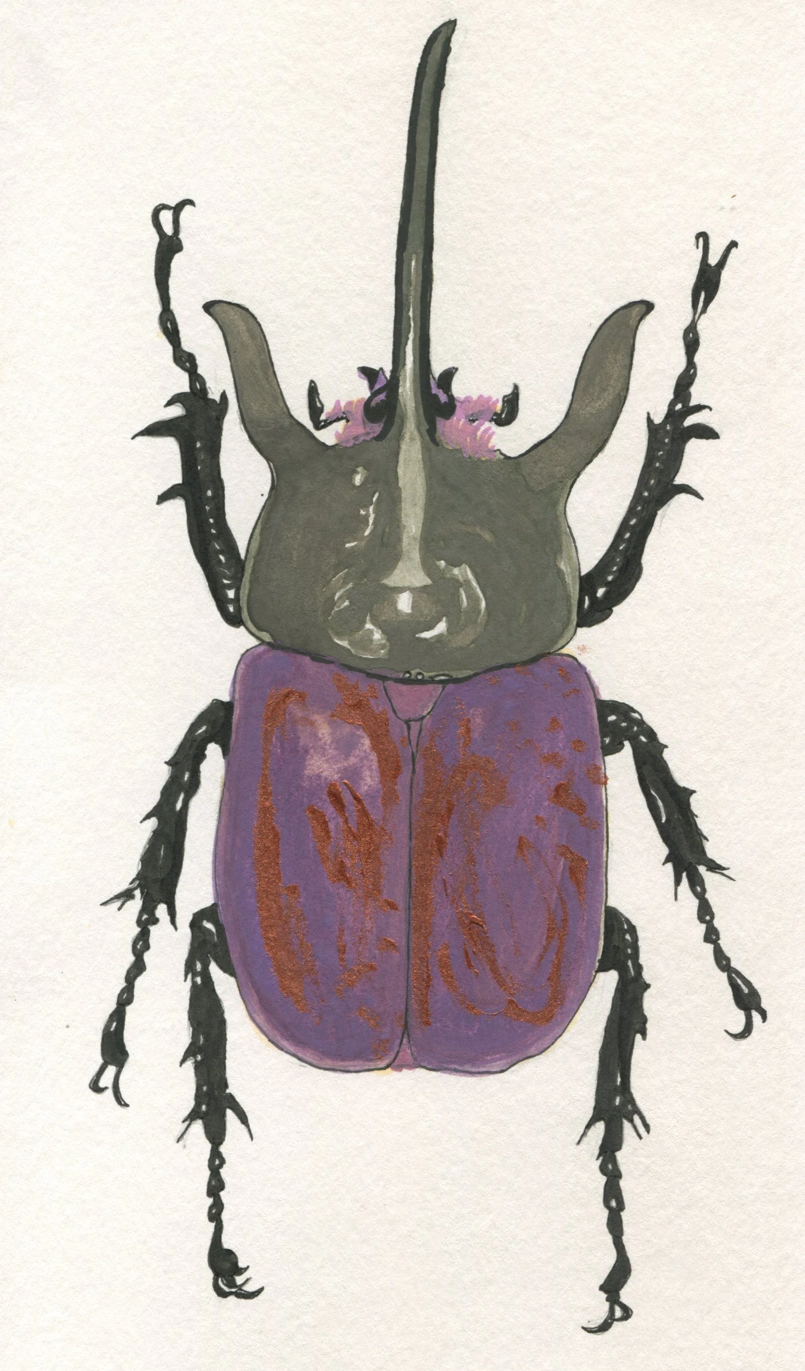 pen + watercolour + metallic acrylic - beetle sketch