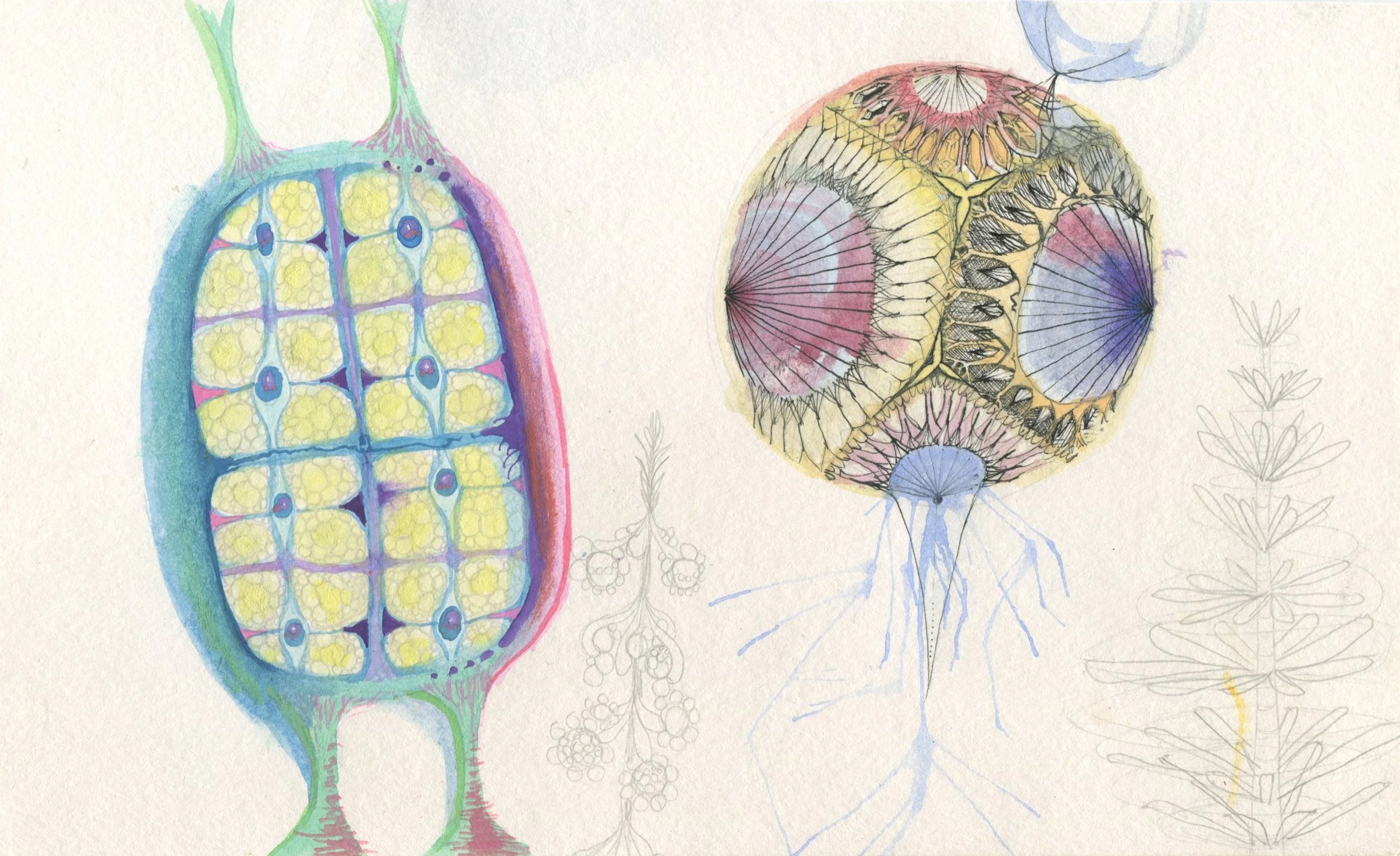 watercolour study + pen