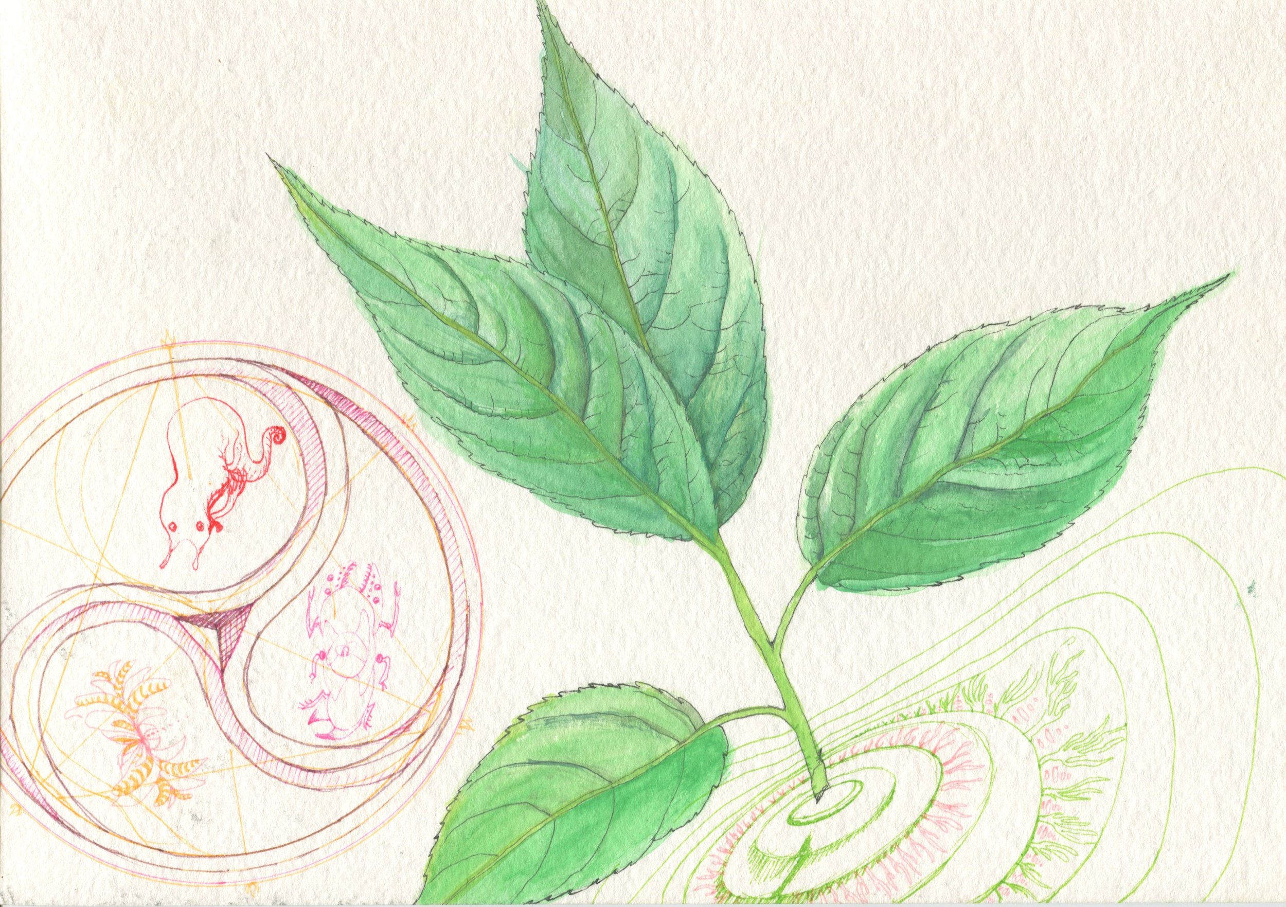 watercolour + fineliner - geometric symbol found in many cultures globally & leaves