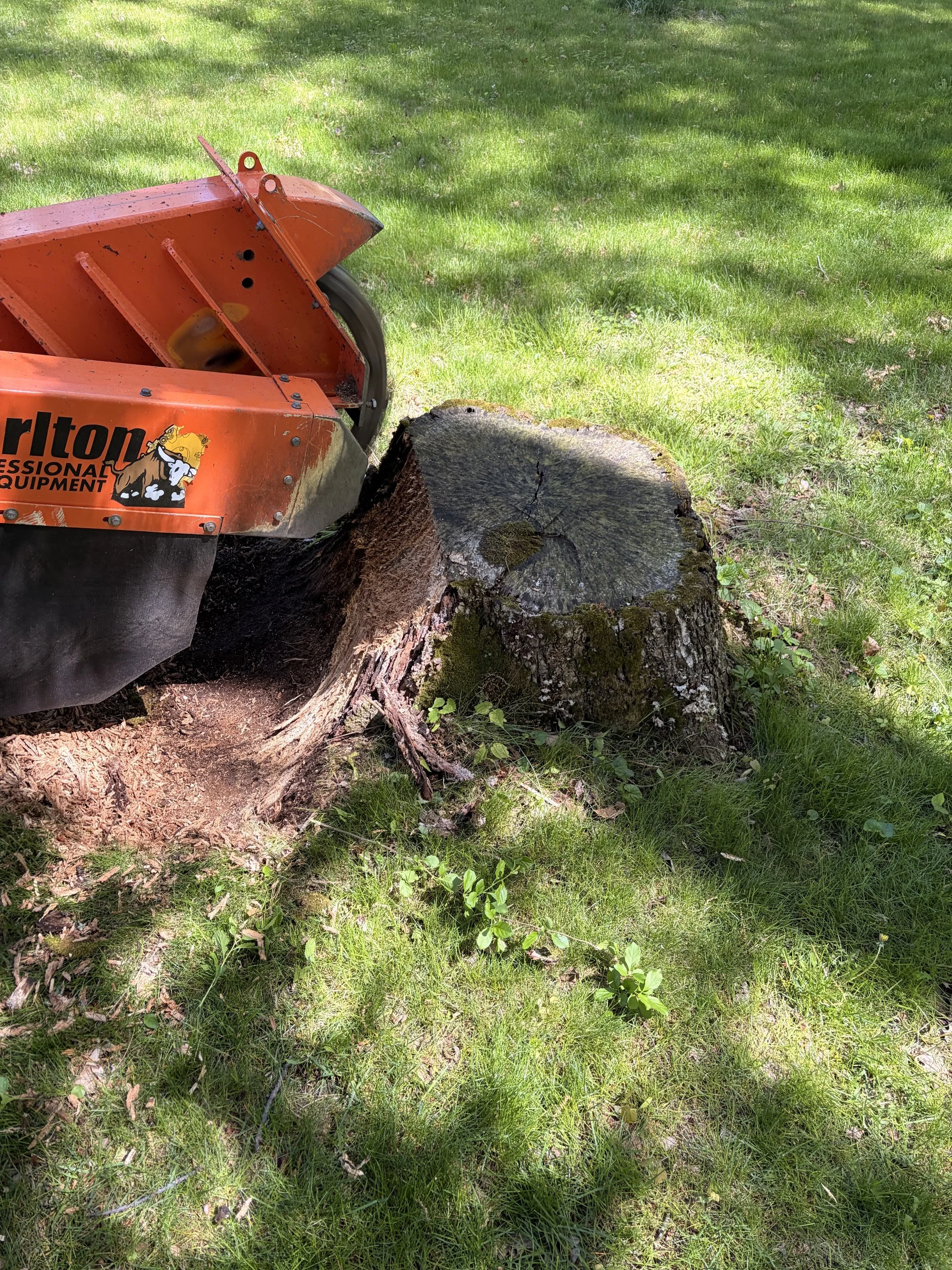 Professional  Tree Stump Grinder Granby CT