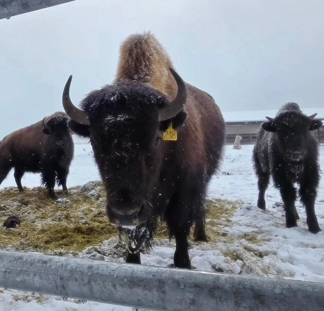 buffalo.jpg