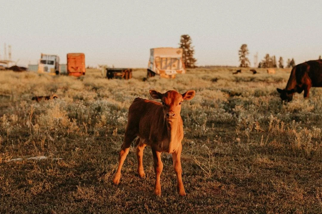 baby calf.jpg