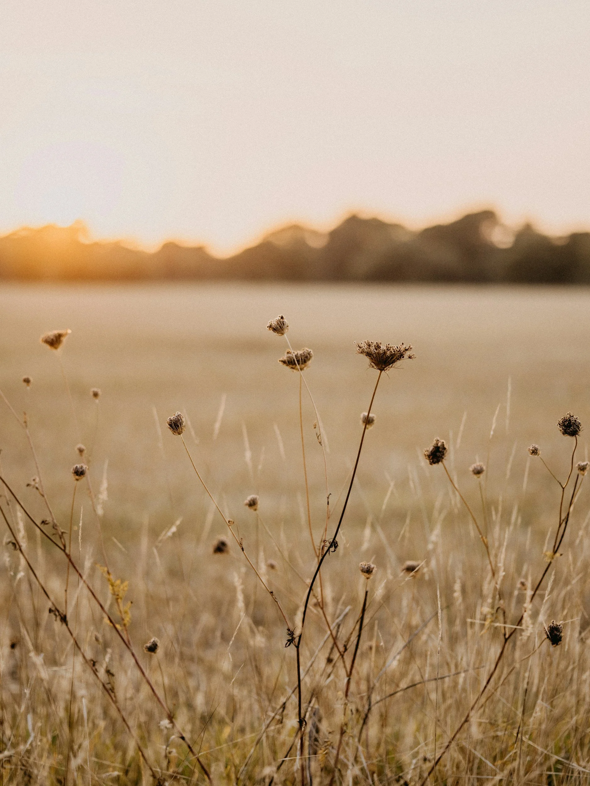 Close-up of dried wildflowers in a field at sunset with mountainous landscape in the background and a soft, warm glow of sunlight.