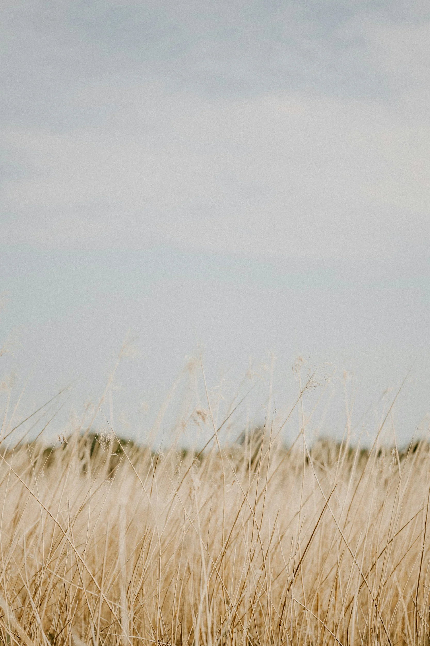 Dry, tall grass in a field with a cloudy sky in the background.