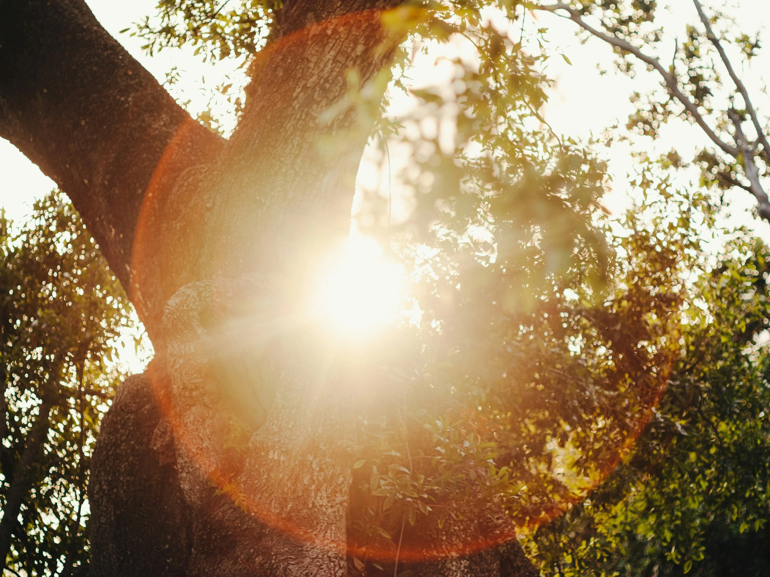 The image shows a close-up view of a tree trunk with sunlight shining through the surrounding leaves, creating a warm, golden glow.