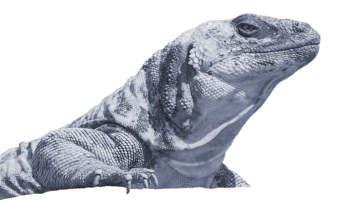 Close-up of a grey iguana with textured skin, perched on a surface with a plain background.