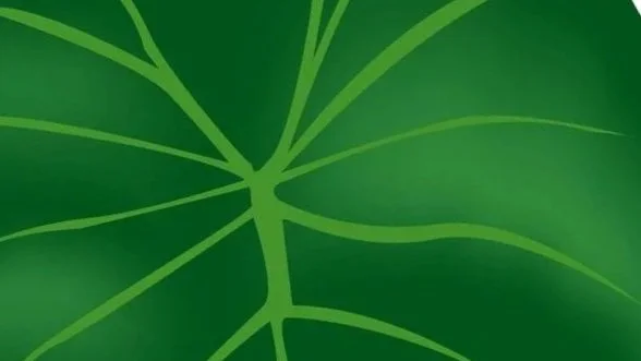 Close-up of green leaves with visible veins.