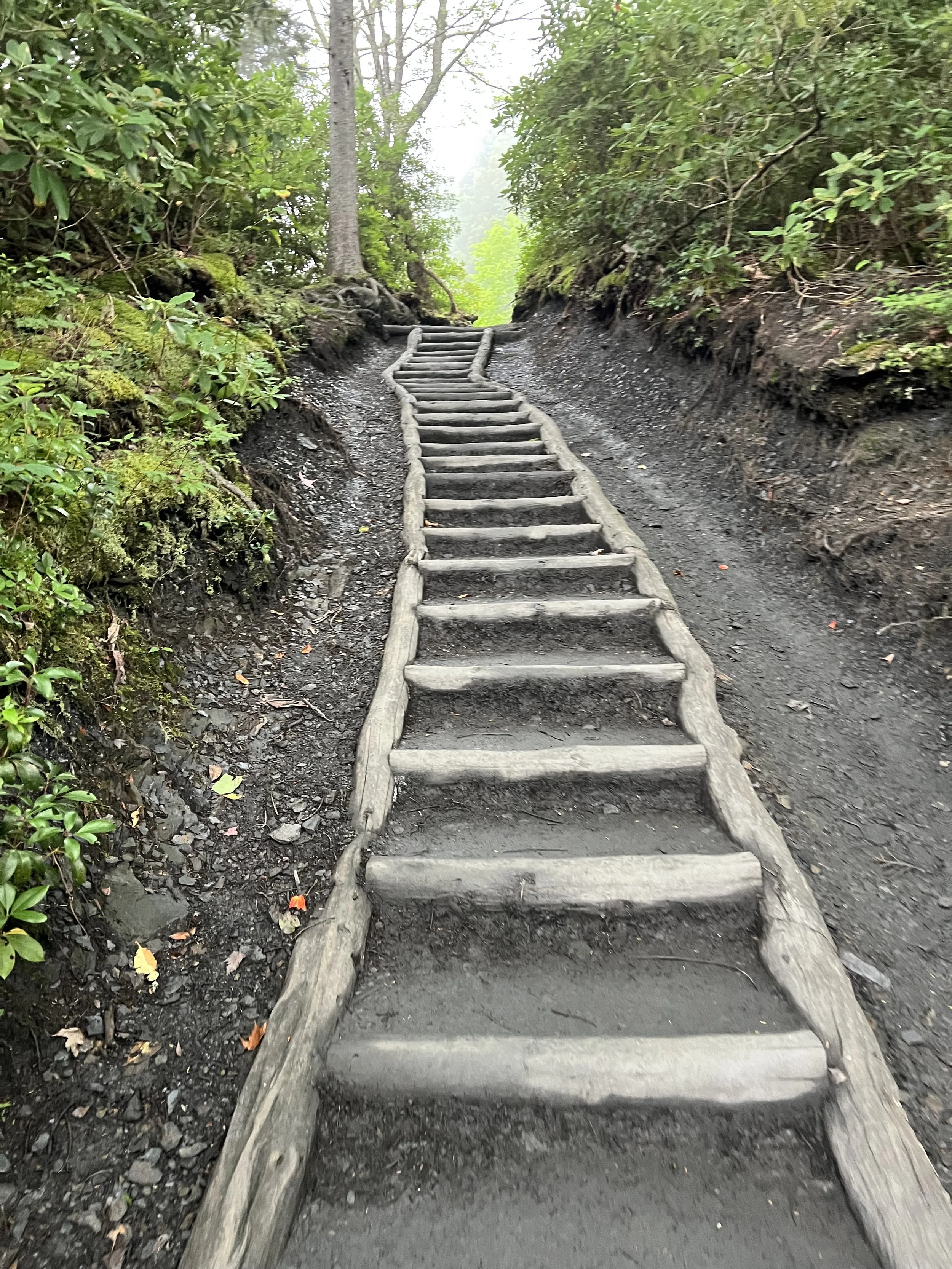 Wooden trail steps ascending a forested path surrounded by green foliage and trees.