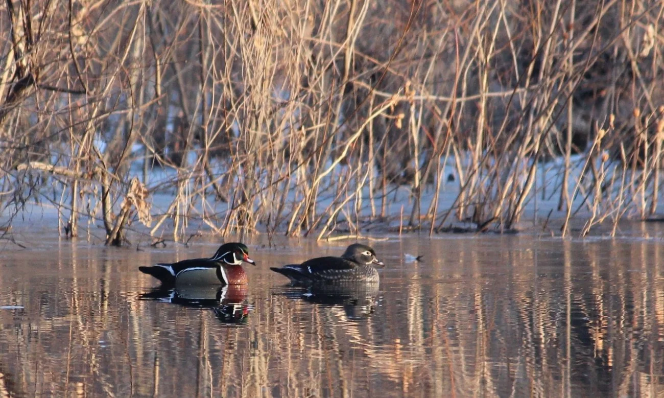 Wood Duck.JPG, USFWS, Public Domain, https://www.fws.gov/media/wood-duckjpg