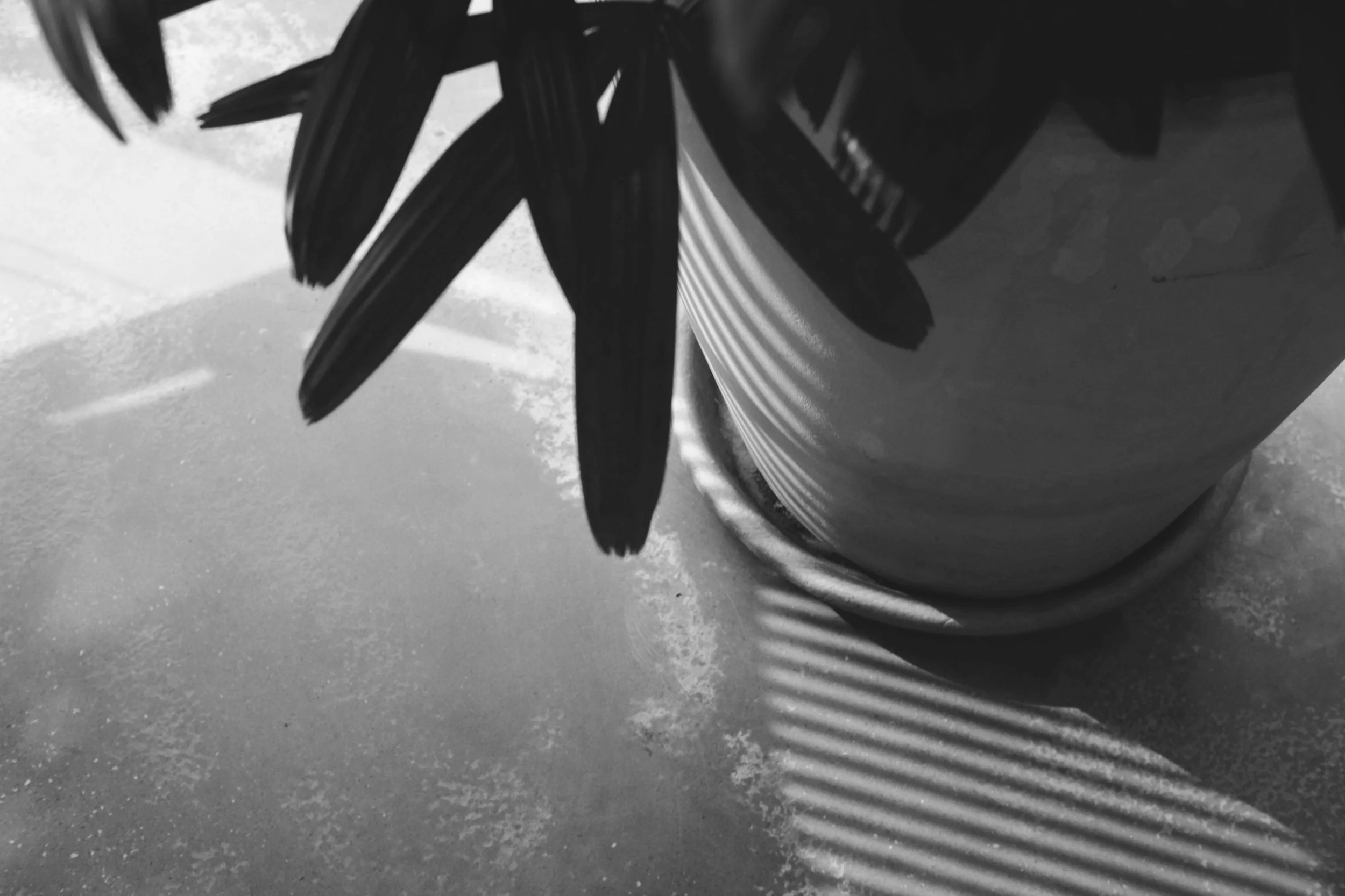 Black and white image of a plant in a pot