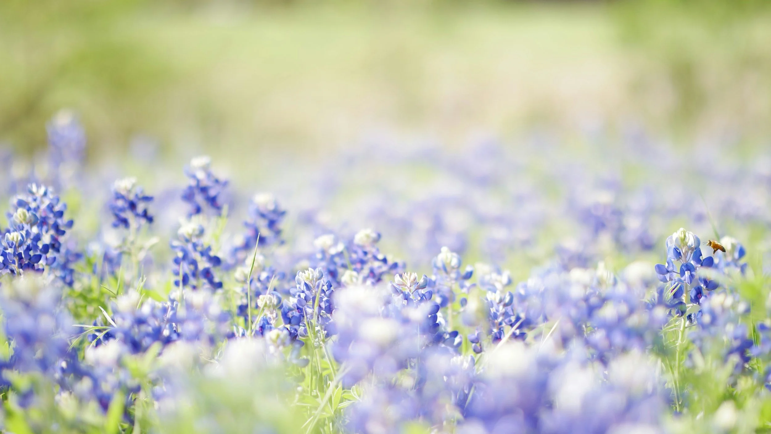 A field of bluebonnet flowers with green grass and a bee flying near some flowers, in bright sunlight.