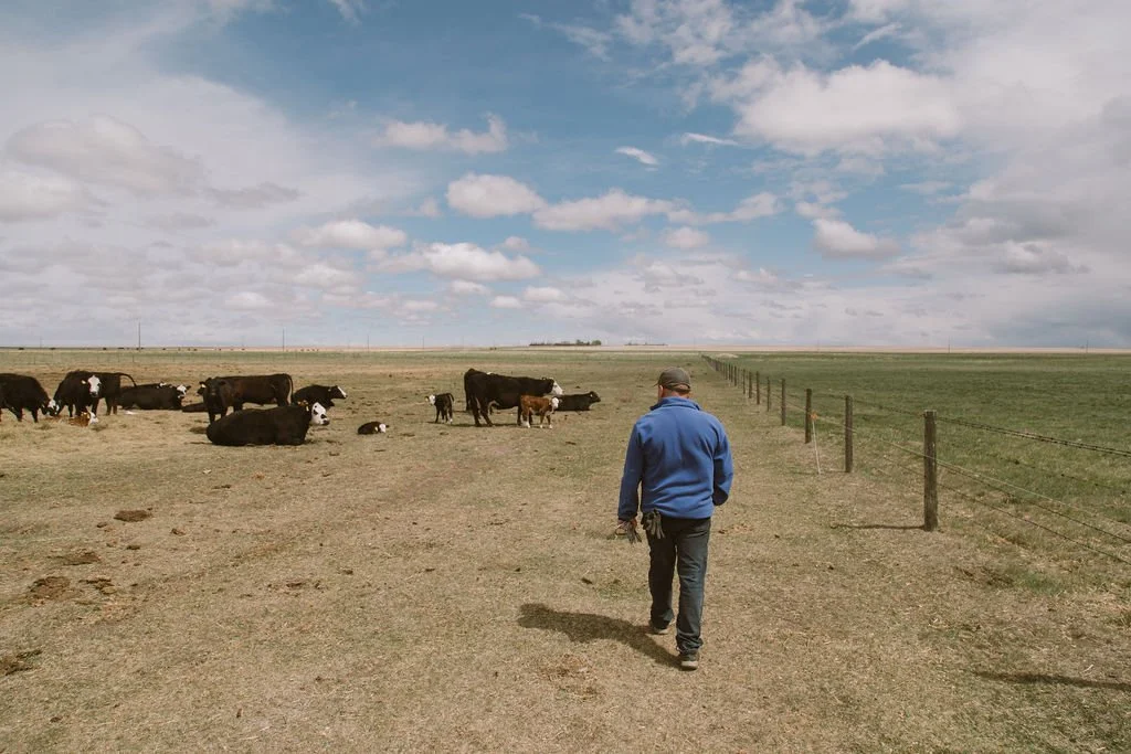 A man in a blue jacket and baseball cap walking on a dirt path in a pasture with cows resting and grazing under a partly cloudy sky.