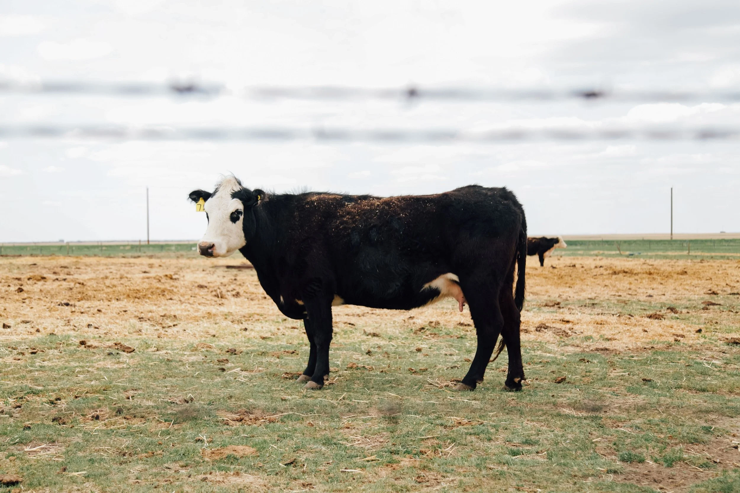 Black and white Holstein cow standing in a grassy field with a cloudy sky in the background.