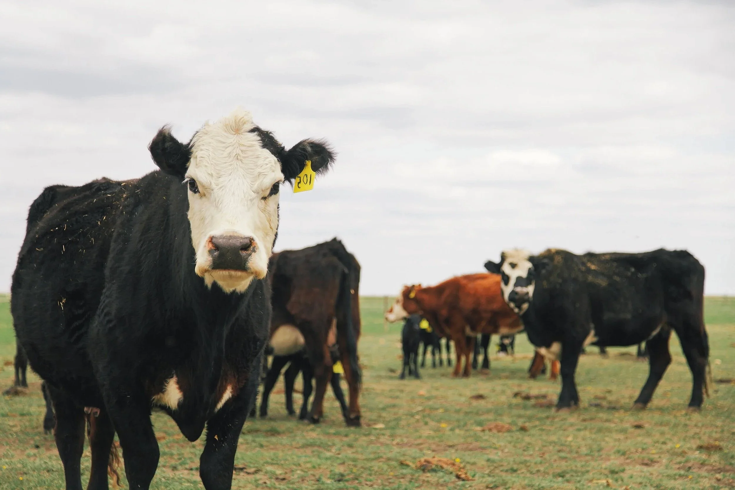A group of cows grazing on a green field on an overcast day, with one cow in the foreground looking directly at the camera.