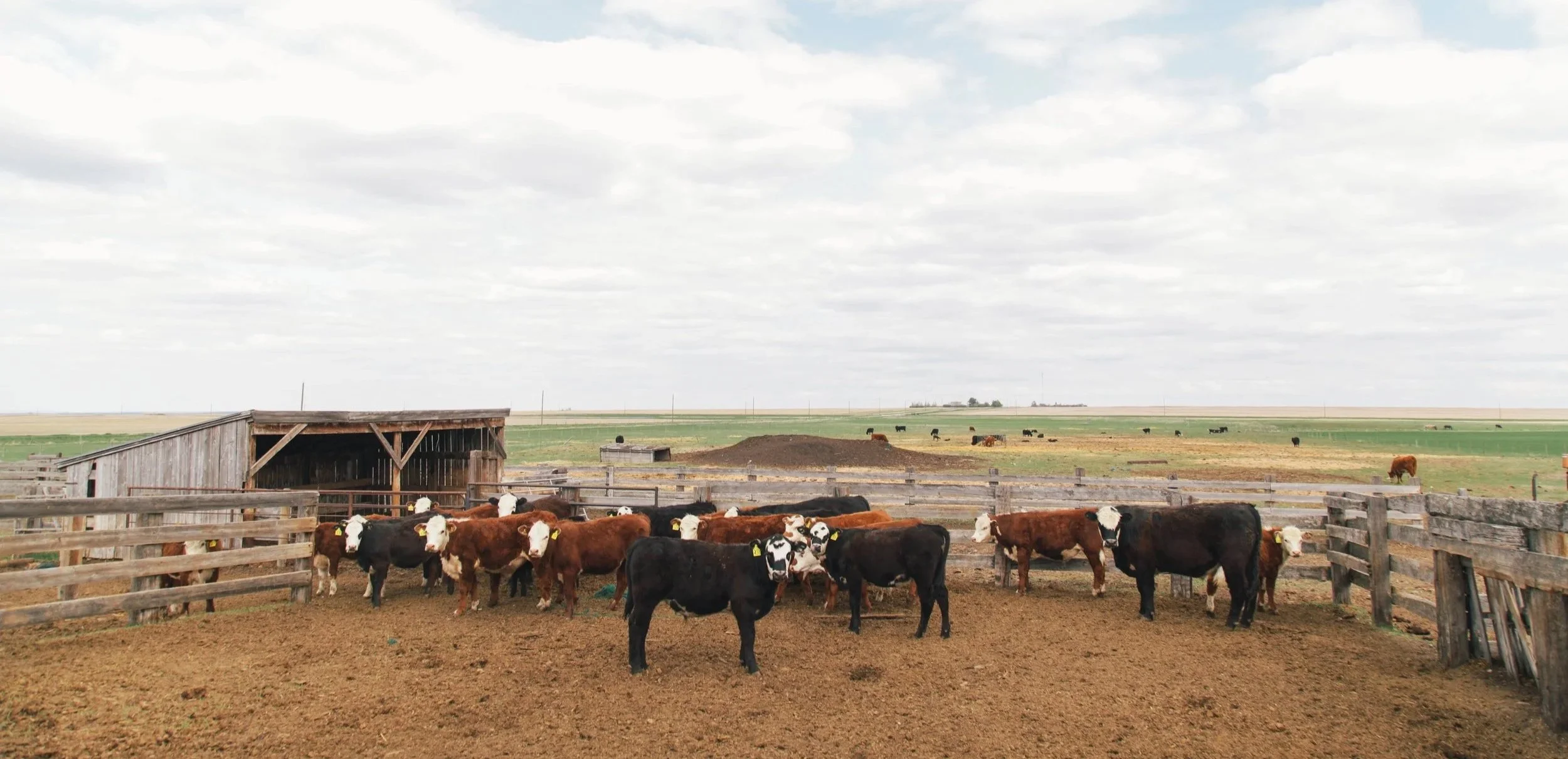 Cattle in a fenced pasture on a farm with a rustic barn, an open field, and a partly cloudy sky.