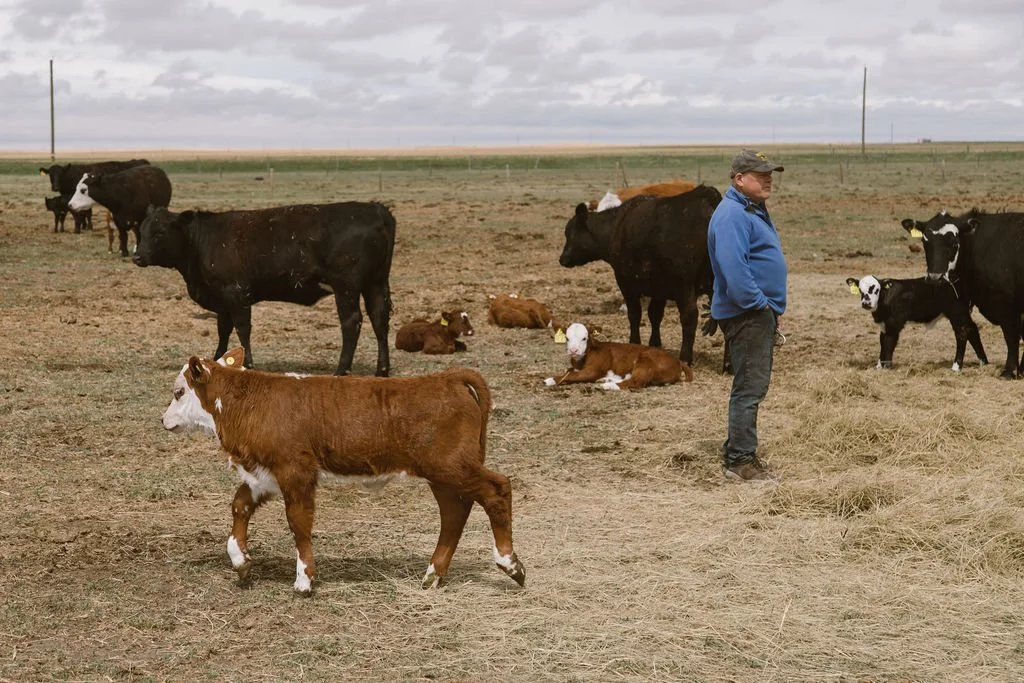 A man in a blue jacket standing in a field with calves and cows, some sitting and some standing, under an overcast sky.