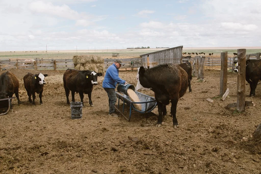 Farmer feeding cows in a dirt pen on a farm, with open skies and flat land in the background.