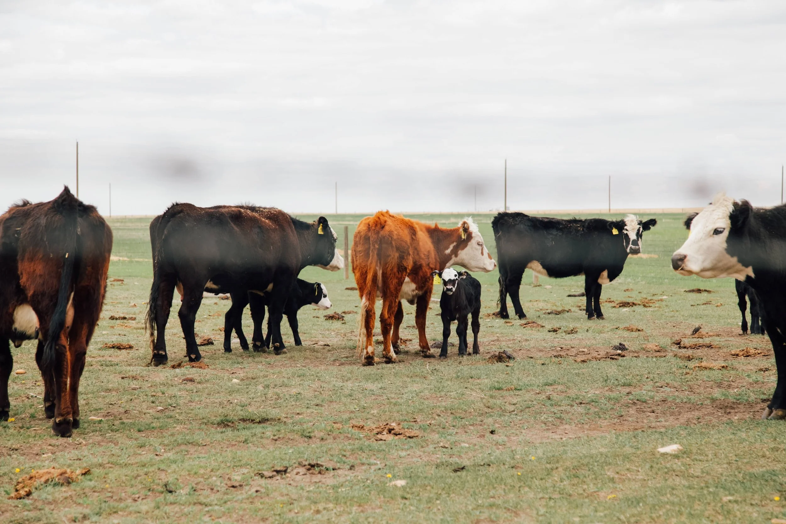 Group of cows grazing on a grassy field under cloudy sky.