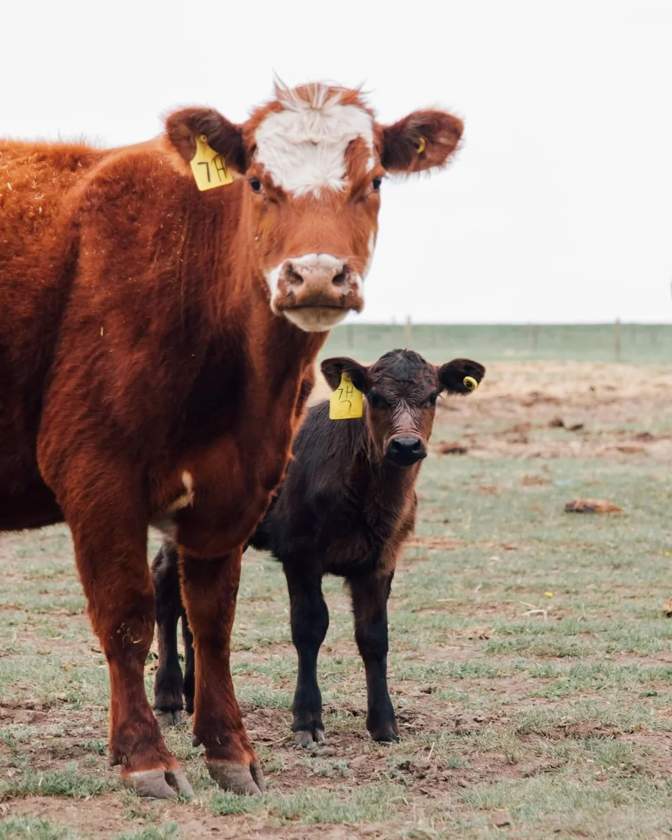 A photograph of a large brown cow and a small black calf standing on grass in a field, both with yellow ear tags. The background shows a cloudy sky and a fence.