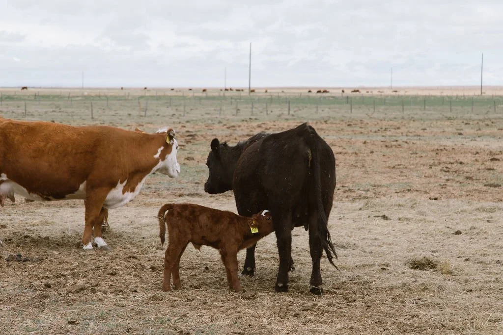 A herd of cows and calves standing on a dry, open field, with a fence and cloudy sky in the background.