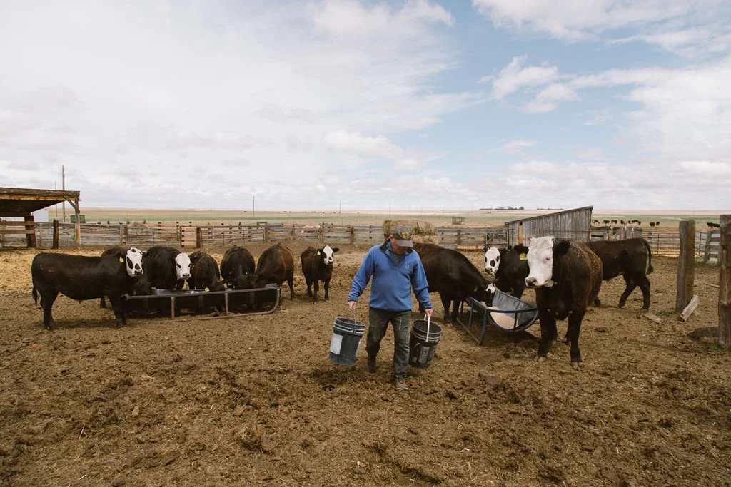 Farmer feeding cows in a barnyard on a farm under a partly cloudy sky.