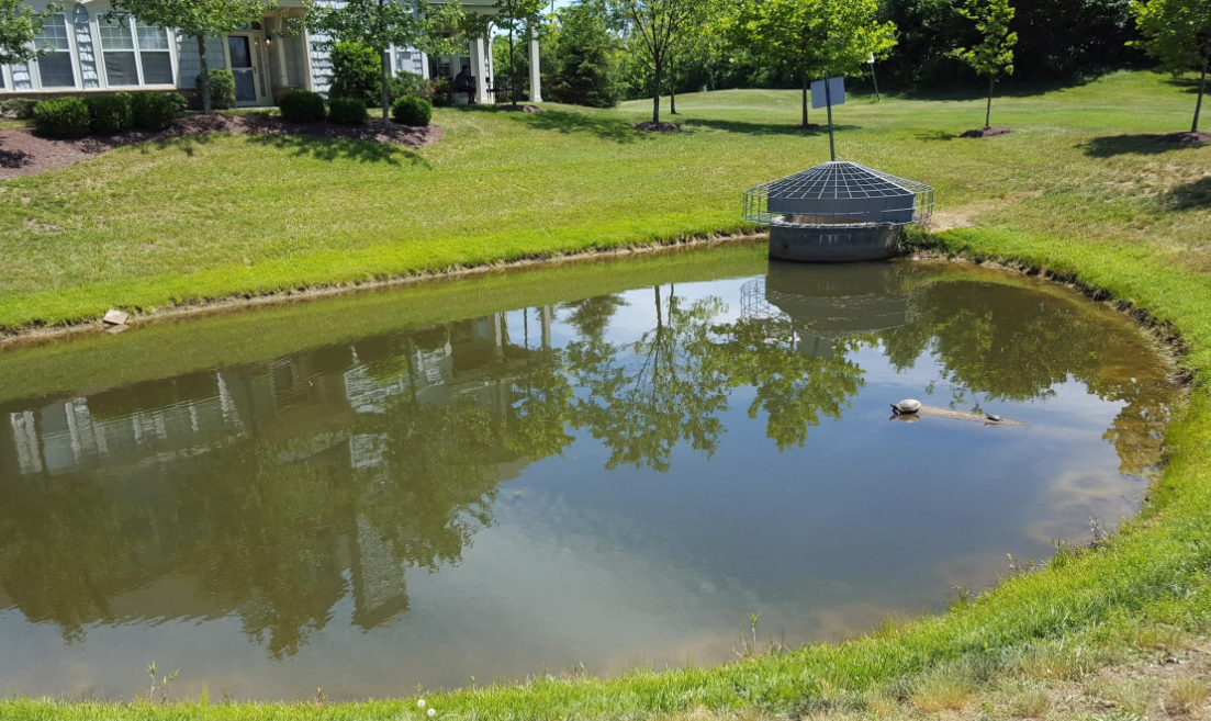 Small pond with green grassy banks, surrounded by trees and a building in the background, with a metal guardhouse structure and a floating bird in the water.