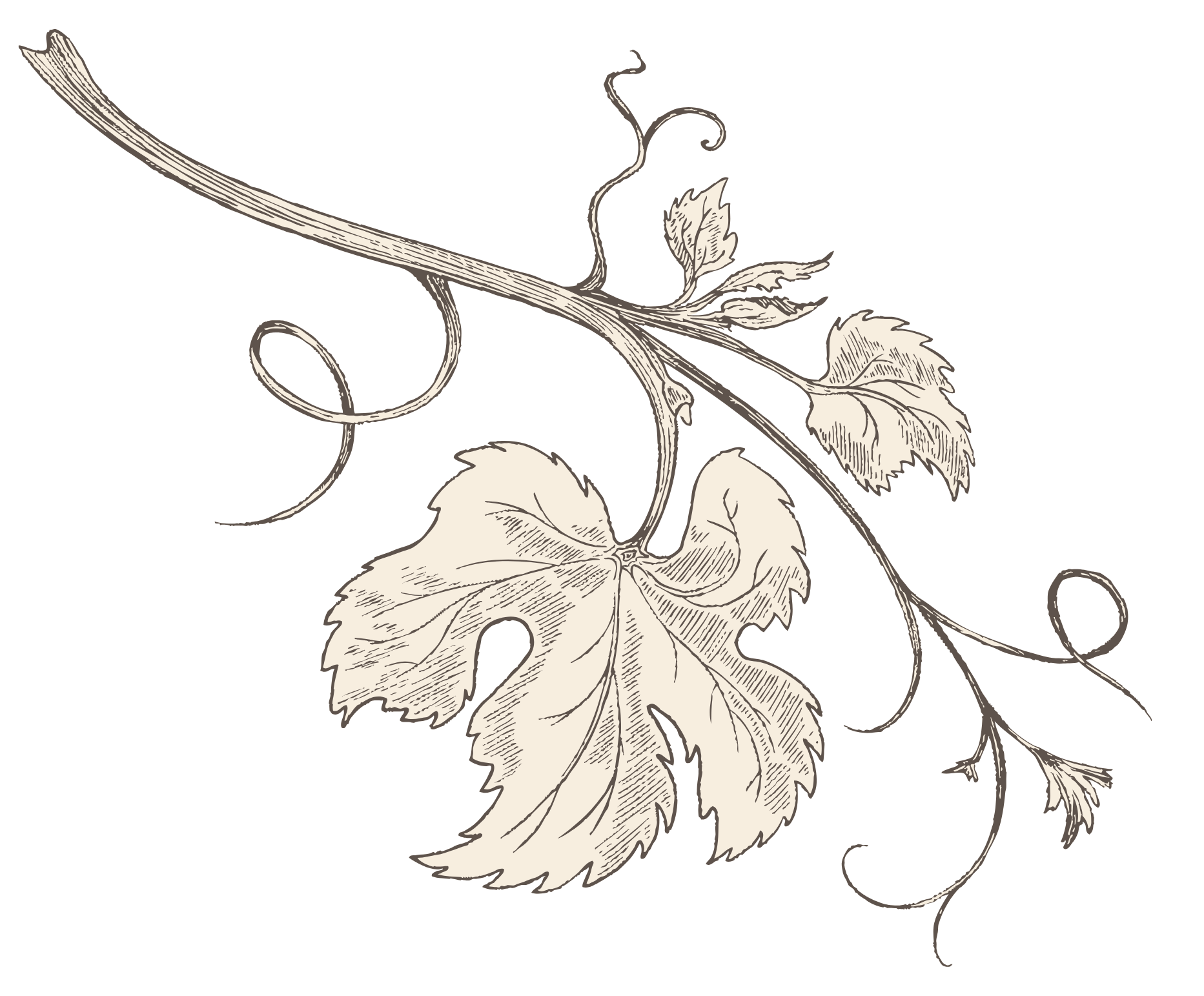 Black and white illustration of grapevine with large leaves, tendrils, and a small bunch of grapes.
