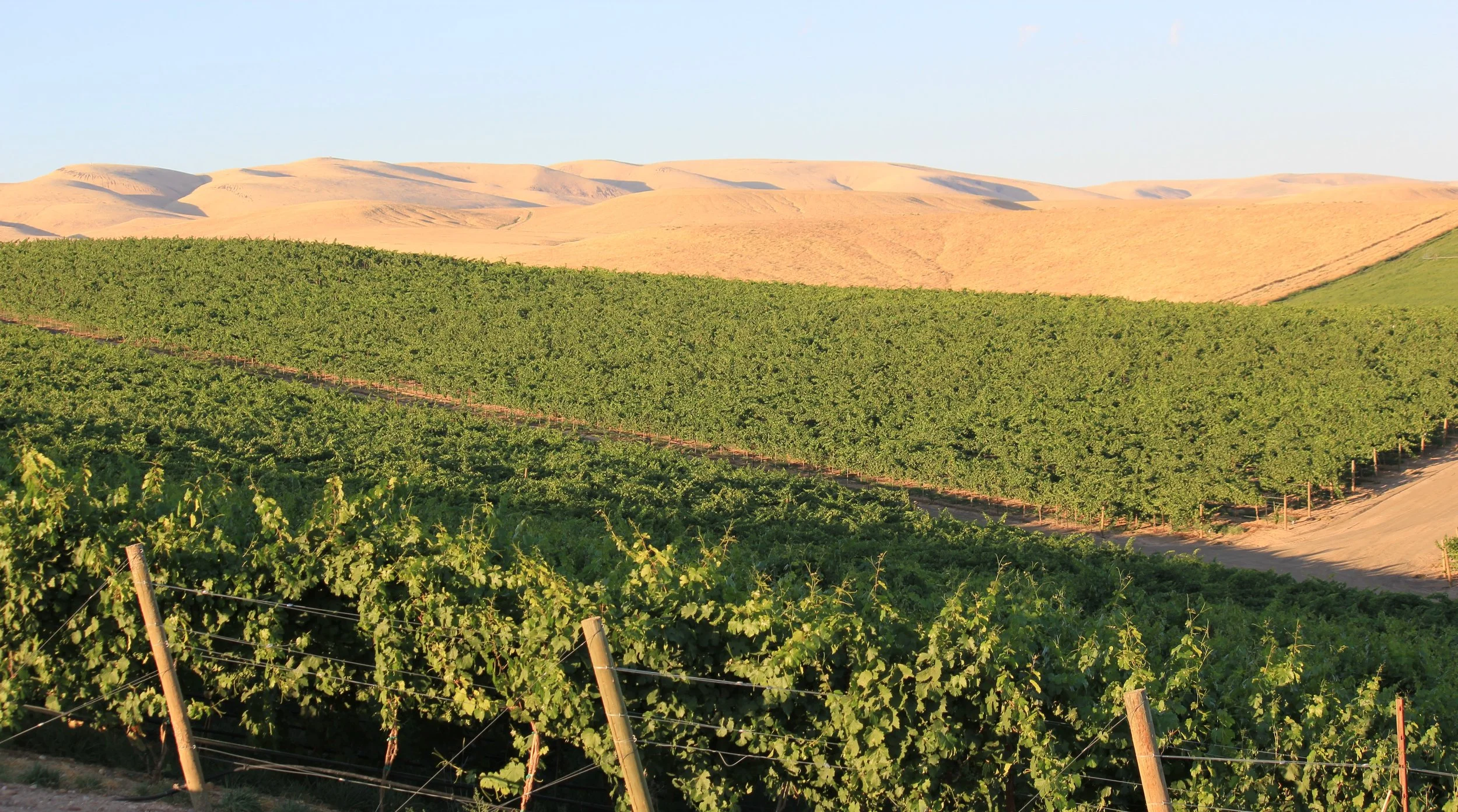 Vast vineyard with grapevines in the foreground and a range of yellow sand dunes in the background under a clear blue sky.