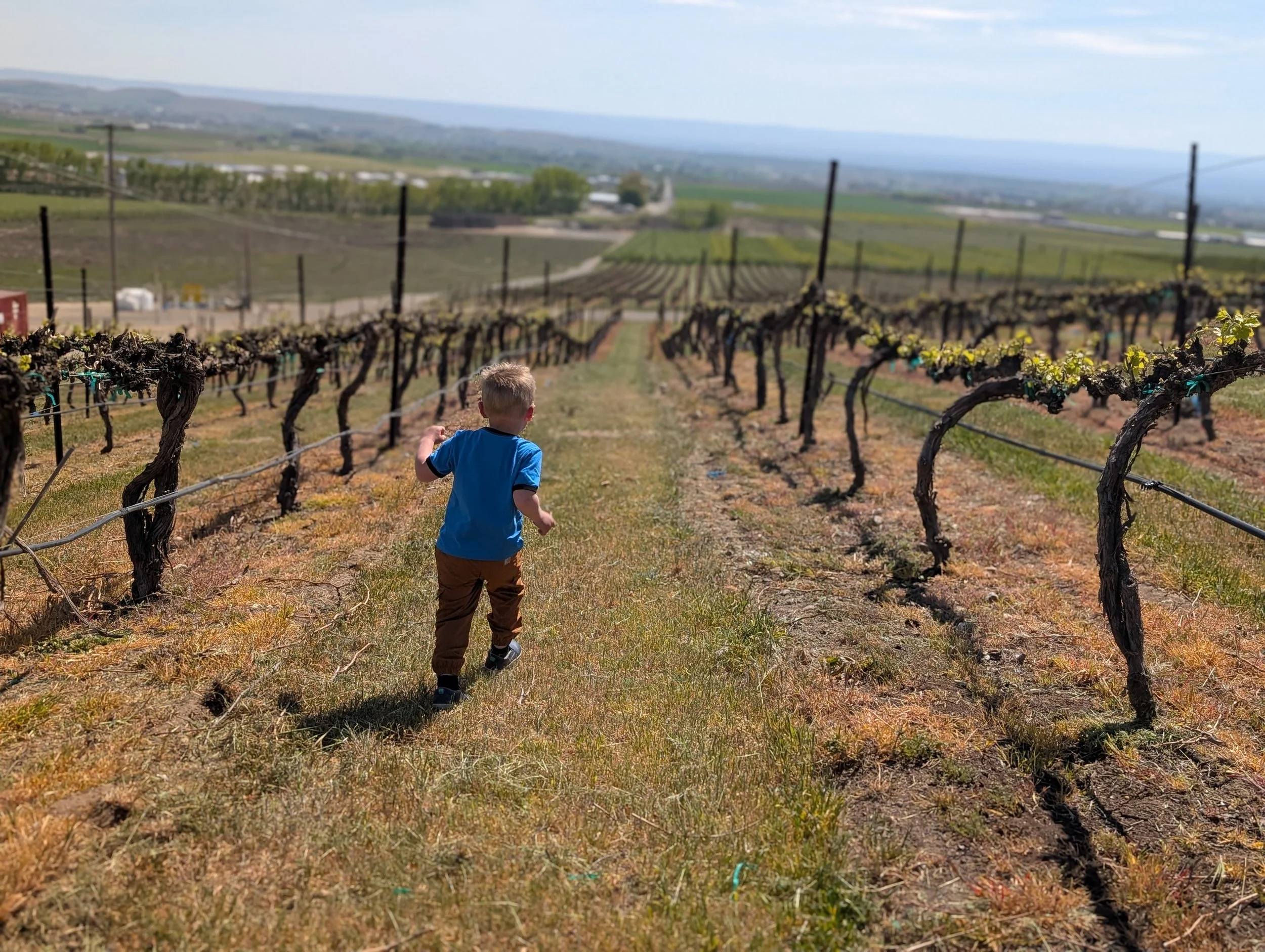 A young boy with blond hair wearing a blue shirt and brown pants running through a vineyard with rows of grapevines, with rolling hills and a blue sky in the background.