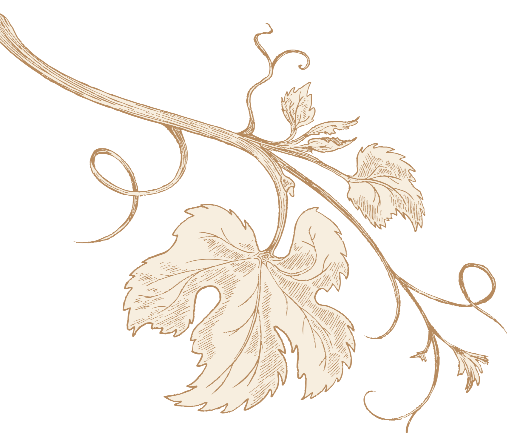 Decorative illustration of grapevine with leaves and tendrils in a tan and cream color on a black background.