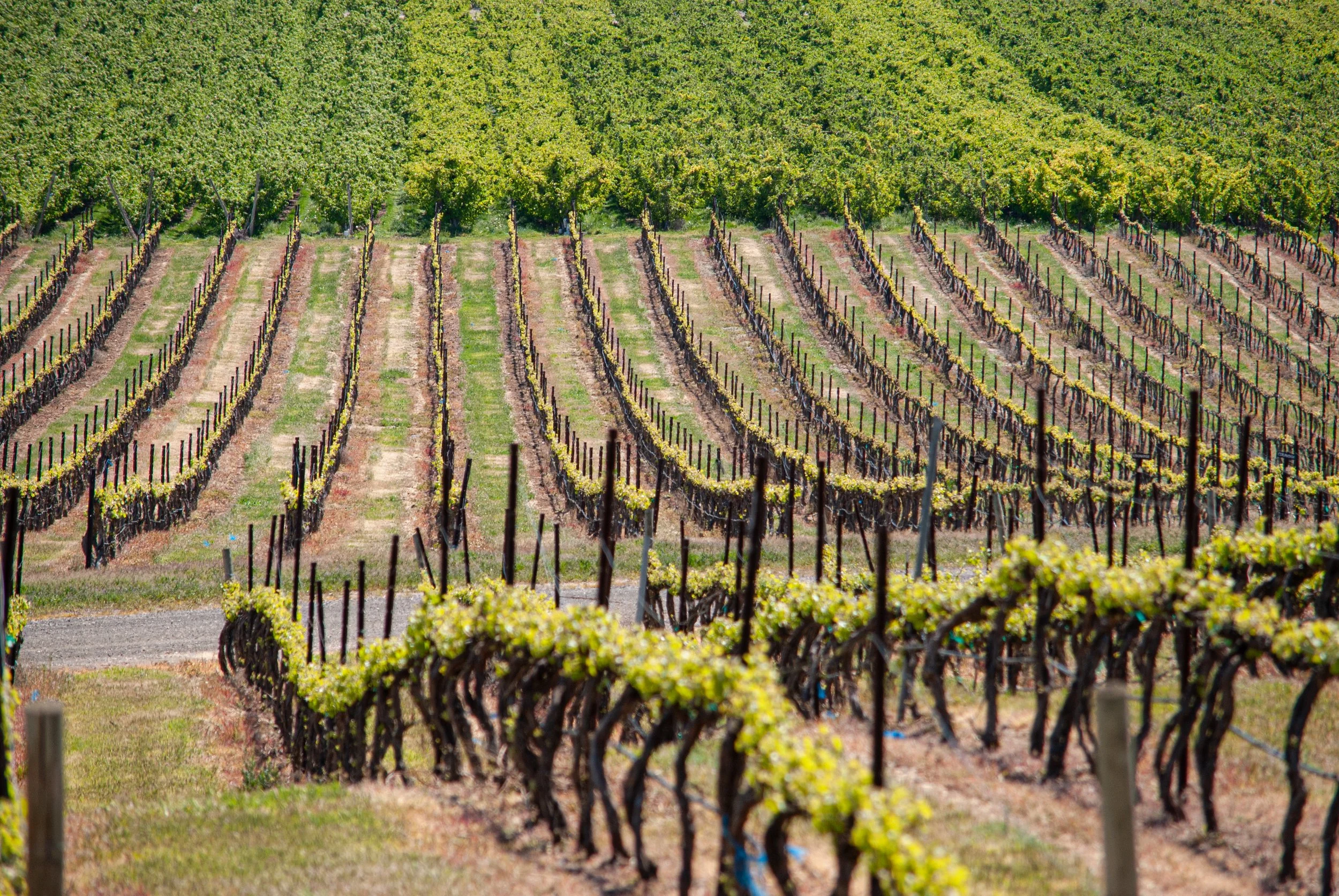 Vineyard with rows of grapevines and green foliage in the background.