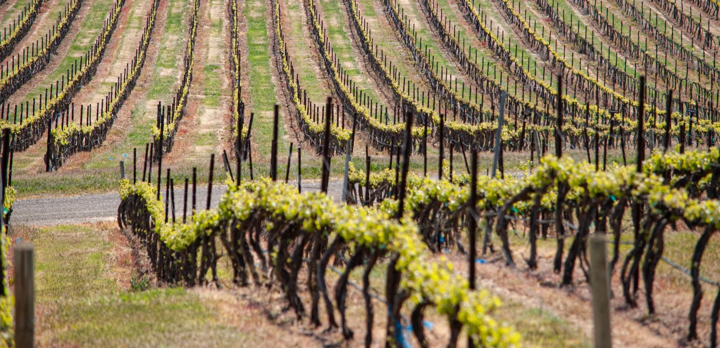 A vineyard with green grapevines planted in neat, parallel rows stretching into a hillside.