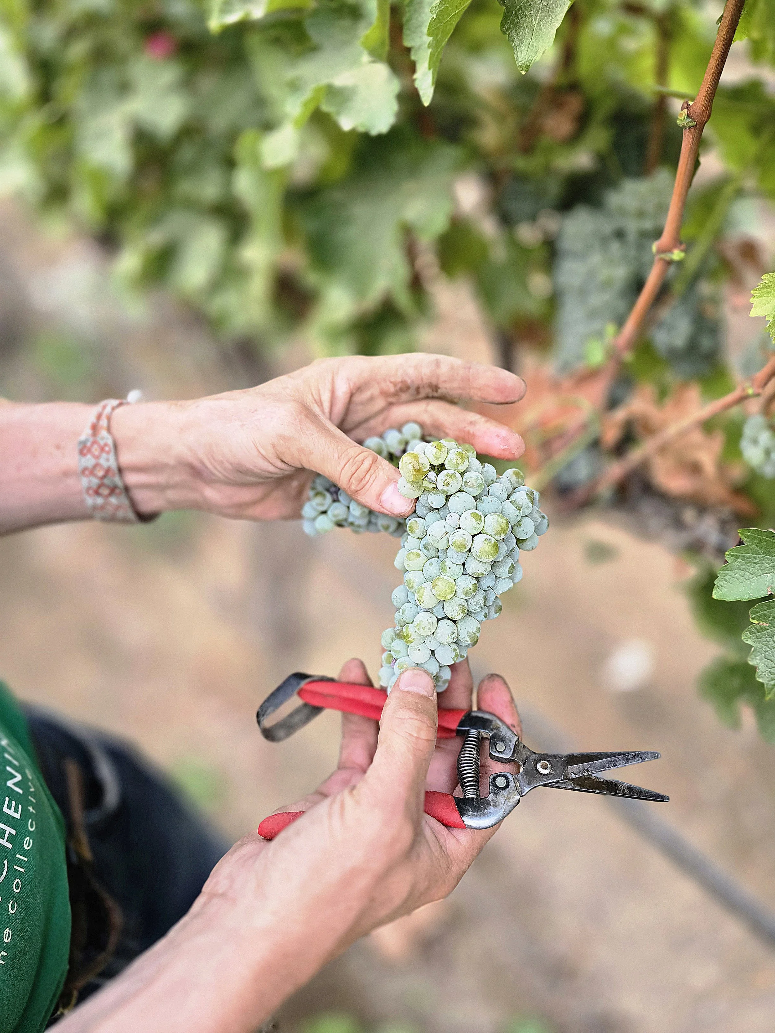 A person pruning a bunch of white grapes from a vine with pruning shears.