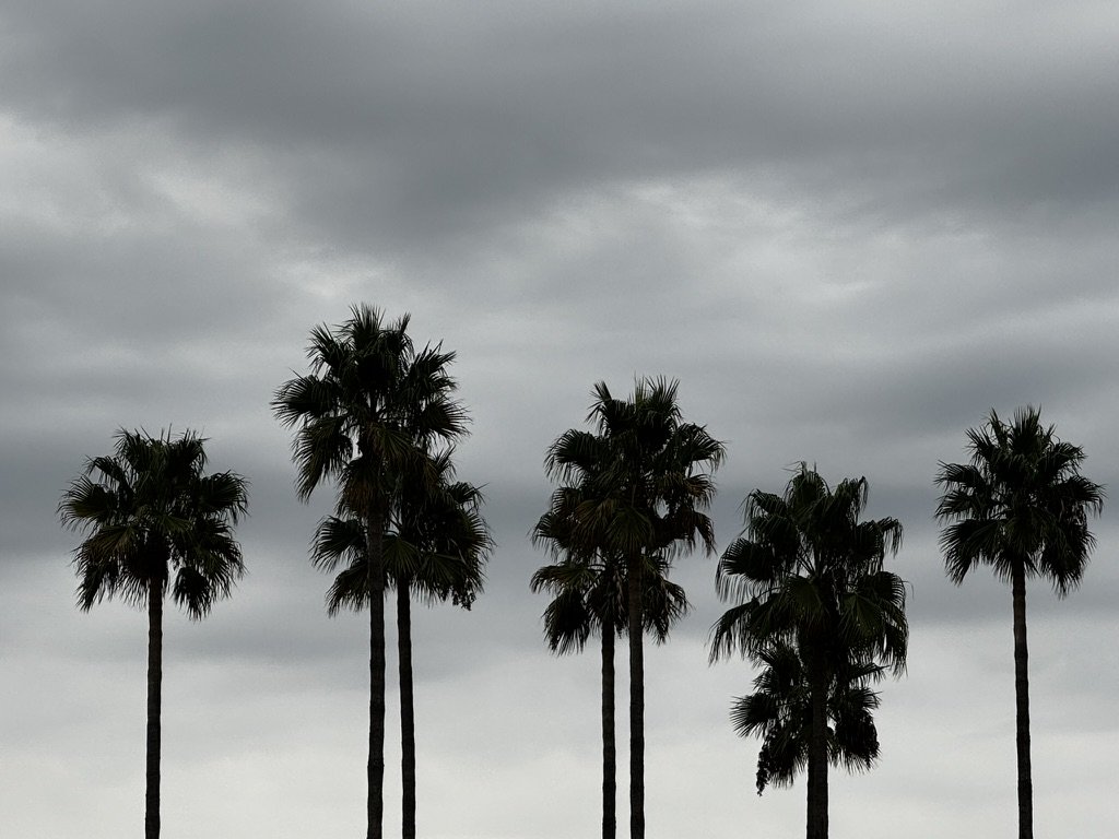Several tall palm trees silhouetted against a cloudy, overcast sky.