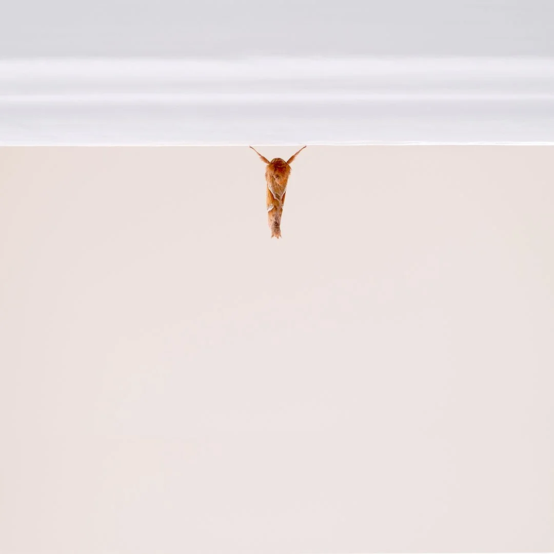 Resting Moth - Katrina Mayo
