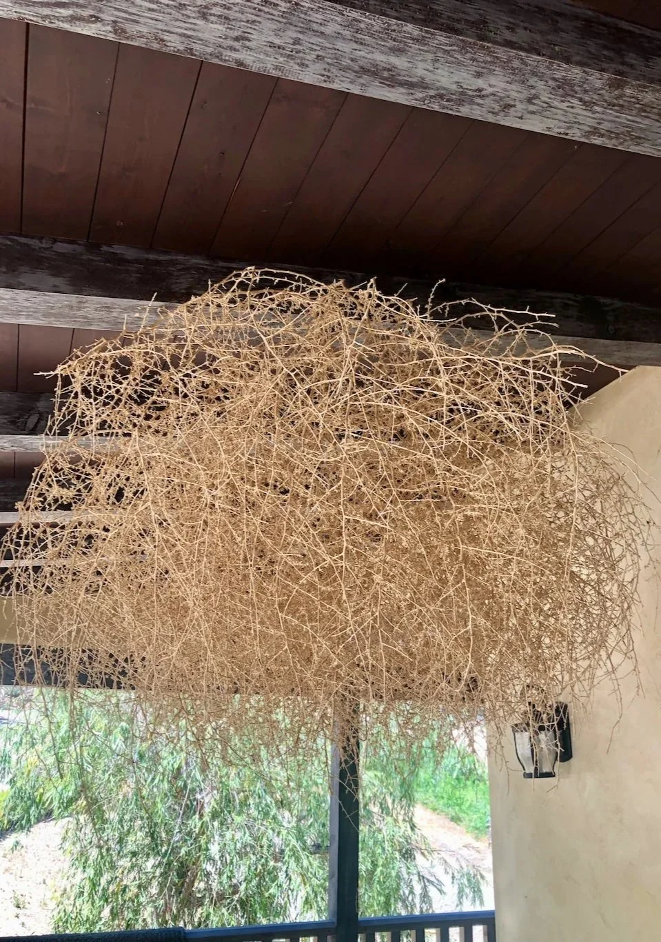 A large, dried, tangled decorative arrangement hanging from a porch ceiling, with greenery visible outside through the screened window.