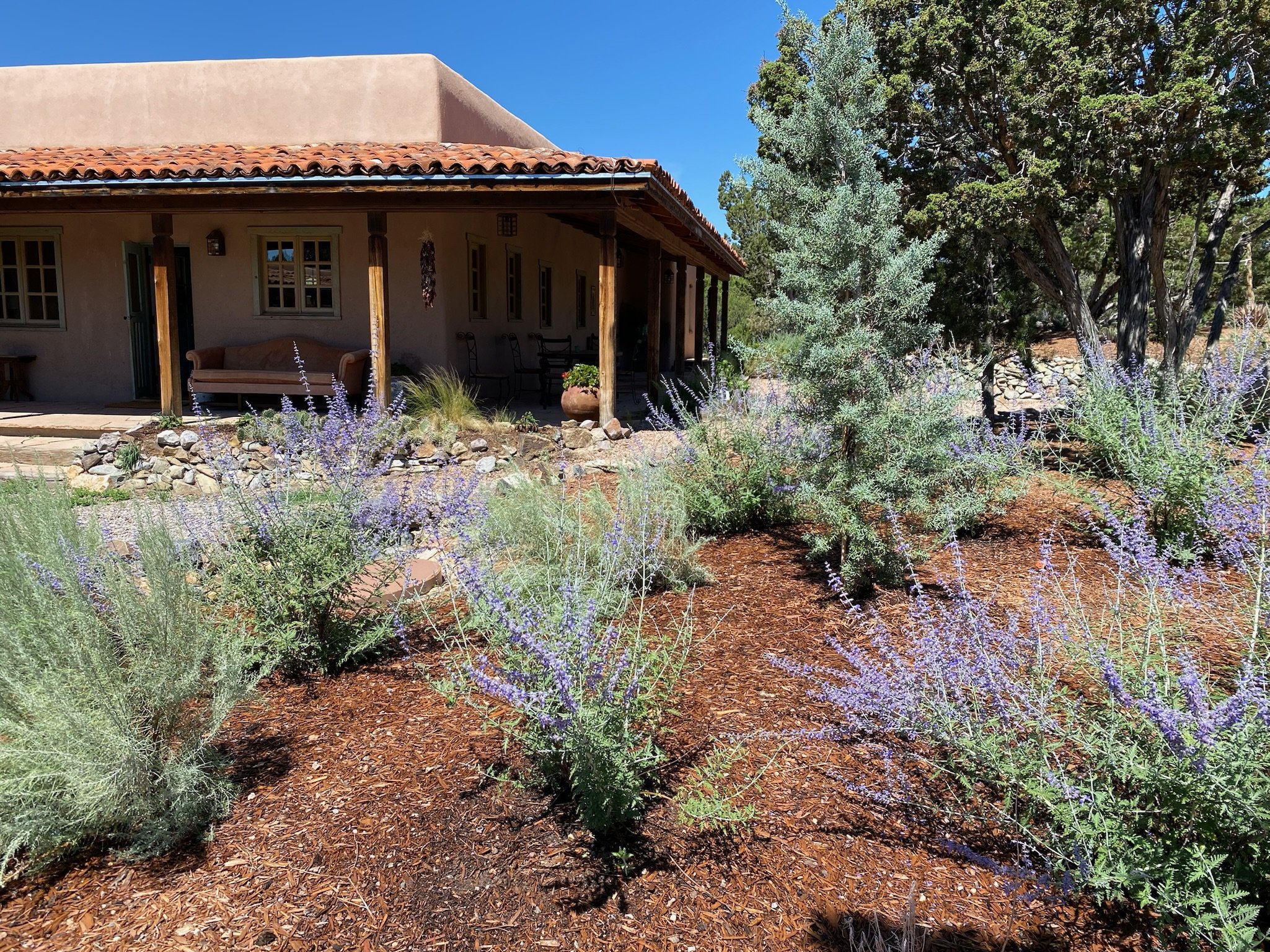 A house with a covered porch, surrounded by lavender plants and trees under a clear blue sky.
