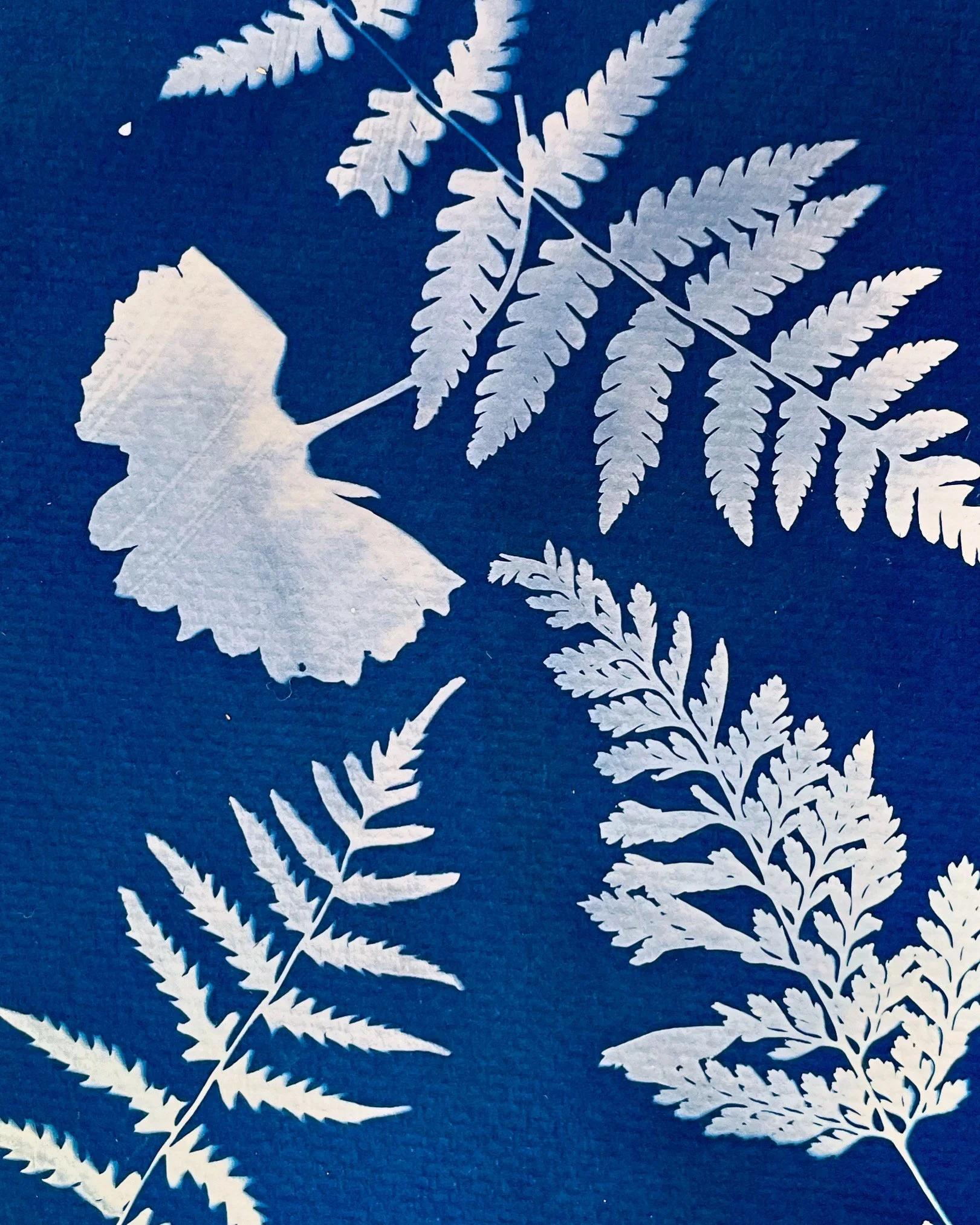 Cyanotype