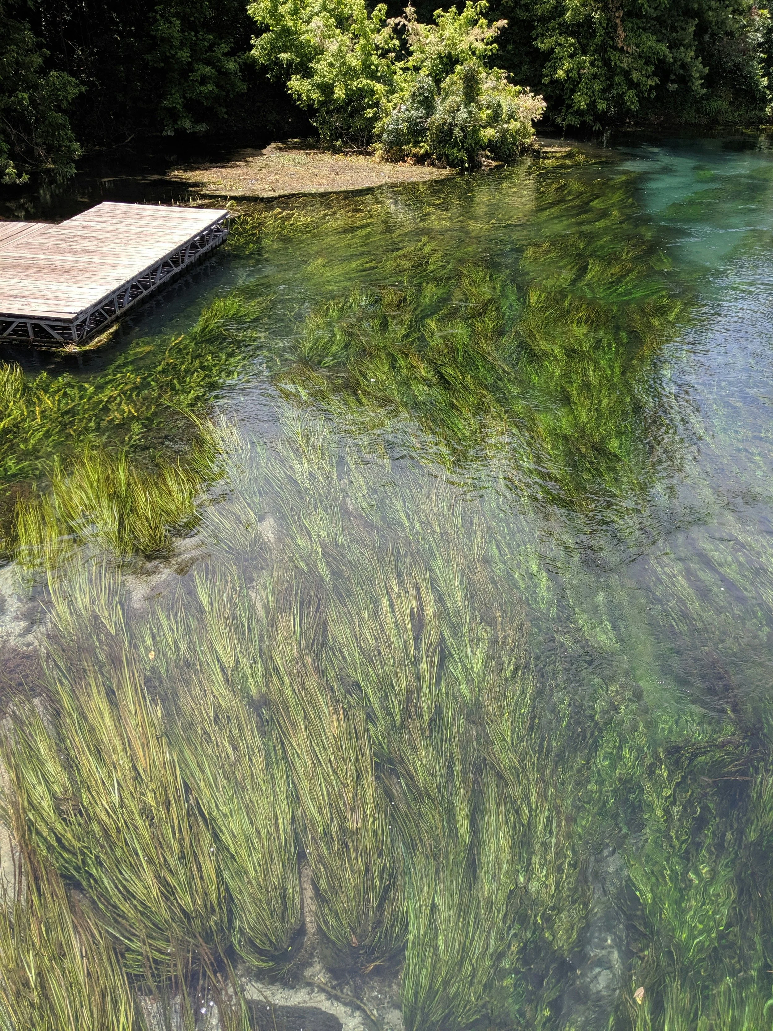 Texas Wild Rice in the San Marcos River at Sewell Park