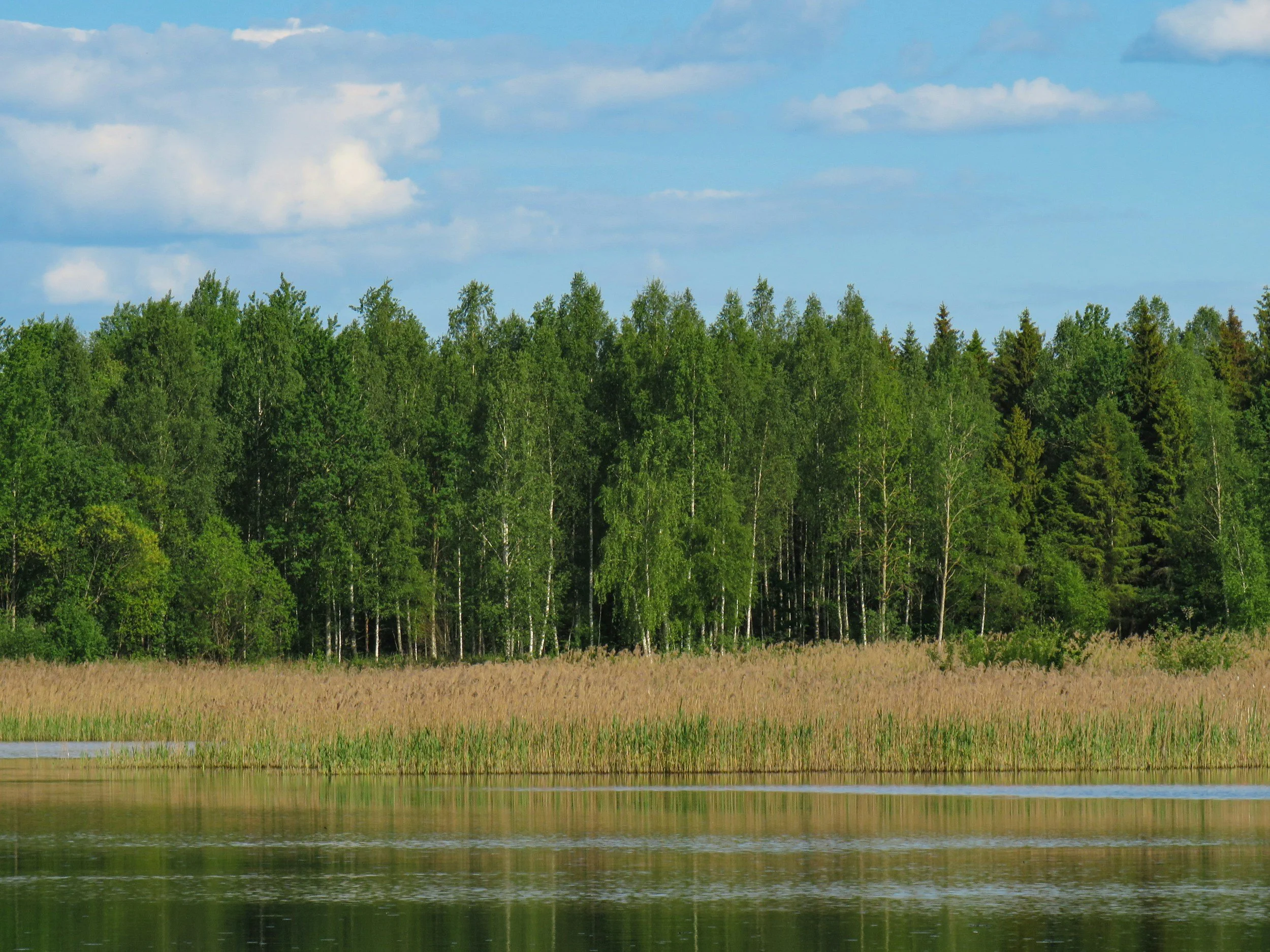 A tranquil landscape with a calm lake in the foreground, surrounded by lush green trees and tall grasses under a partly cloudy blue sky.