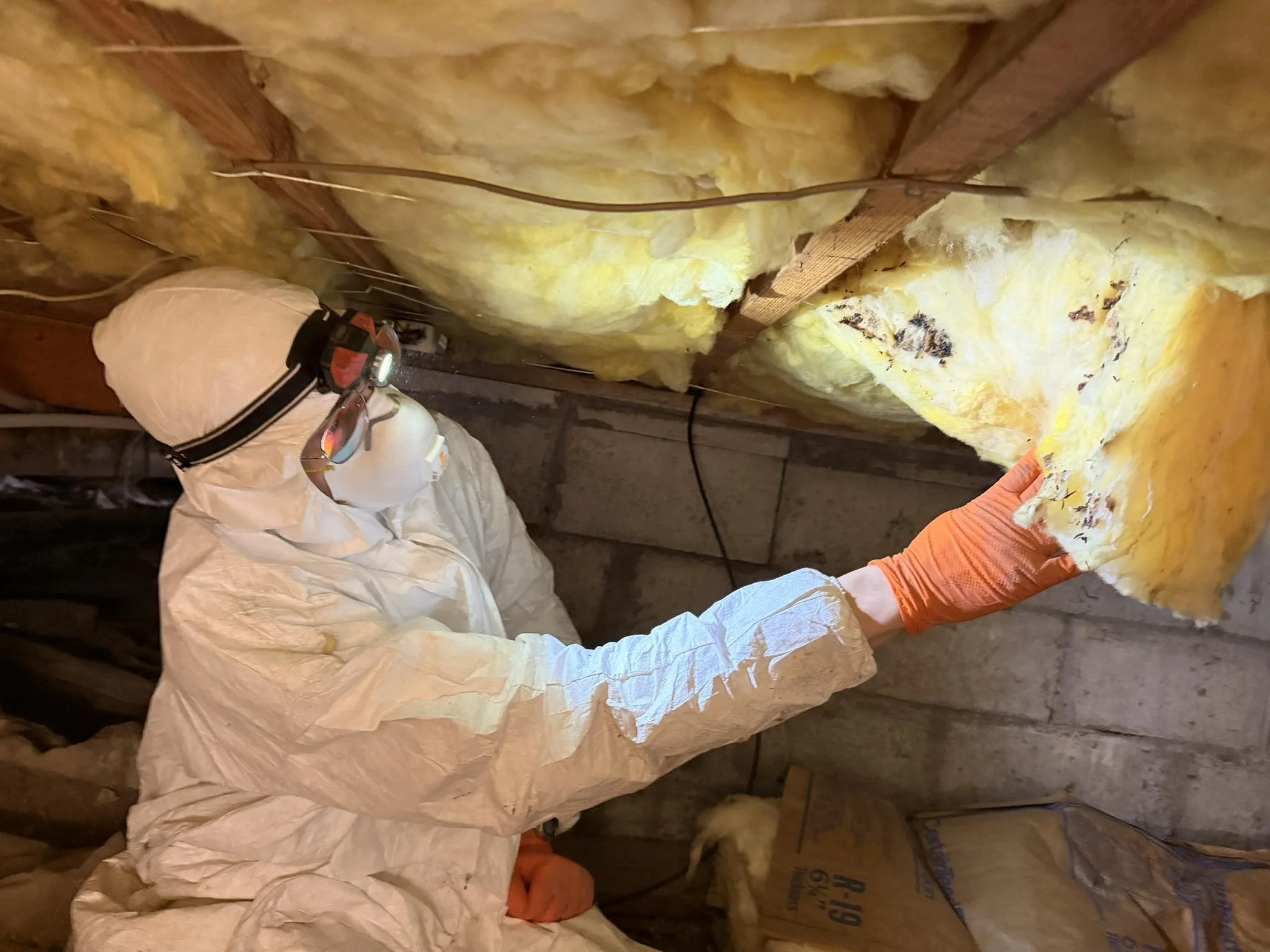 Crawl Space inspection showing rat poop