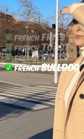 Can_I_find_the_French_bulldog-ezgif.com-crop.gif