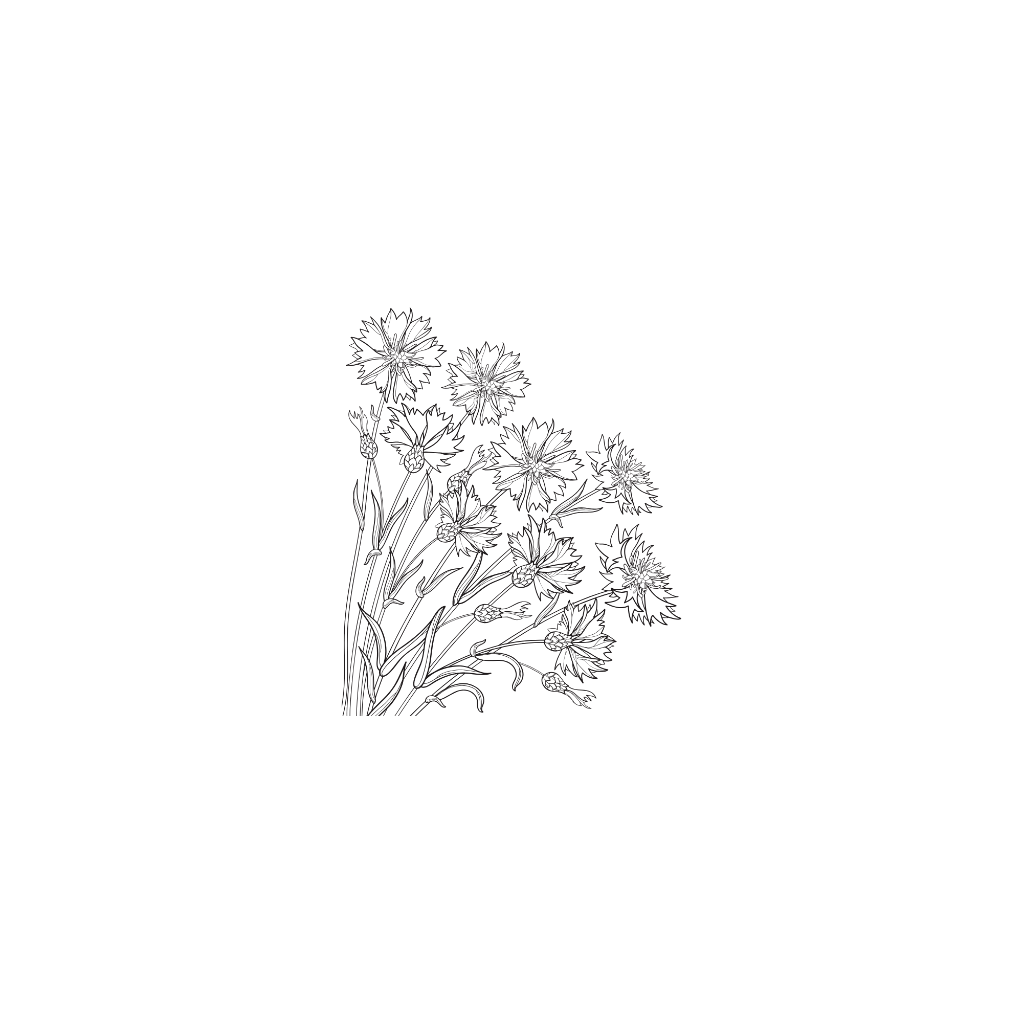Outline sketch of a cluster of flowers with detailed petals and stems, with some flower buds, on a black background.