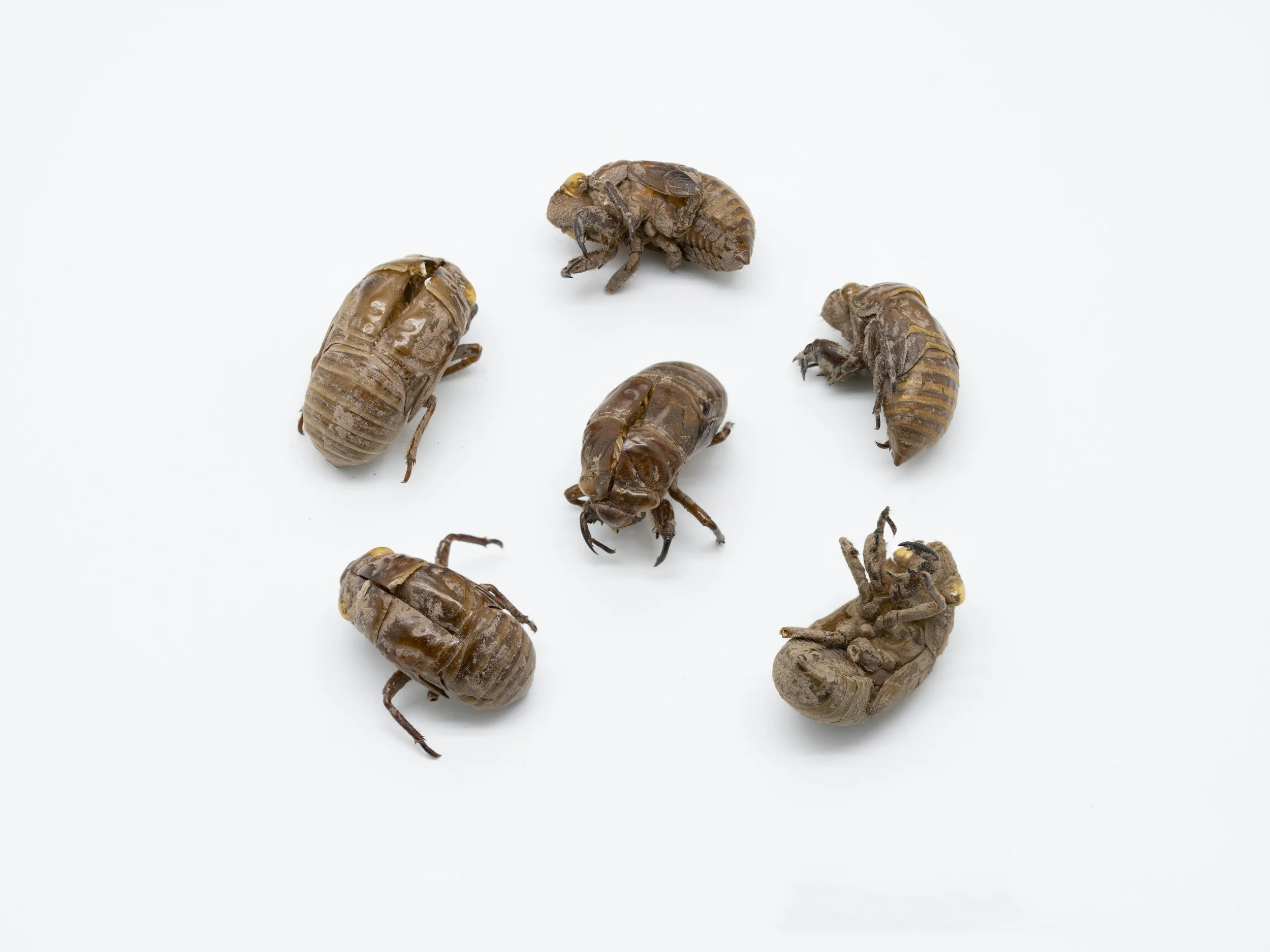 Close-up of seven cicada exoskeletons on a white background.