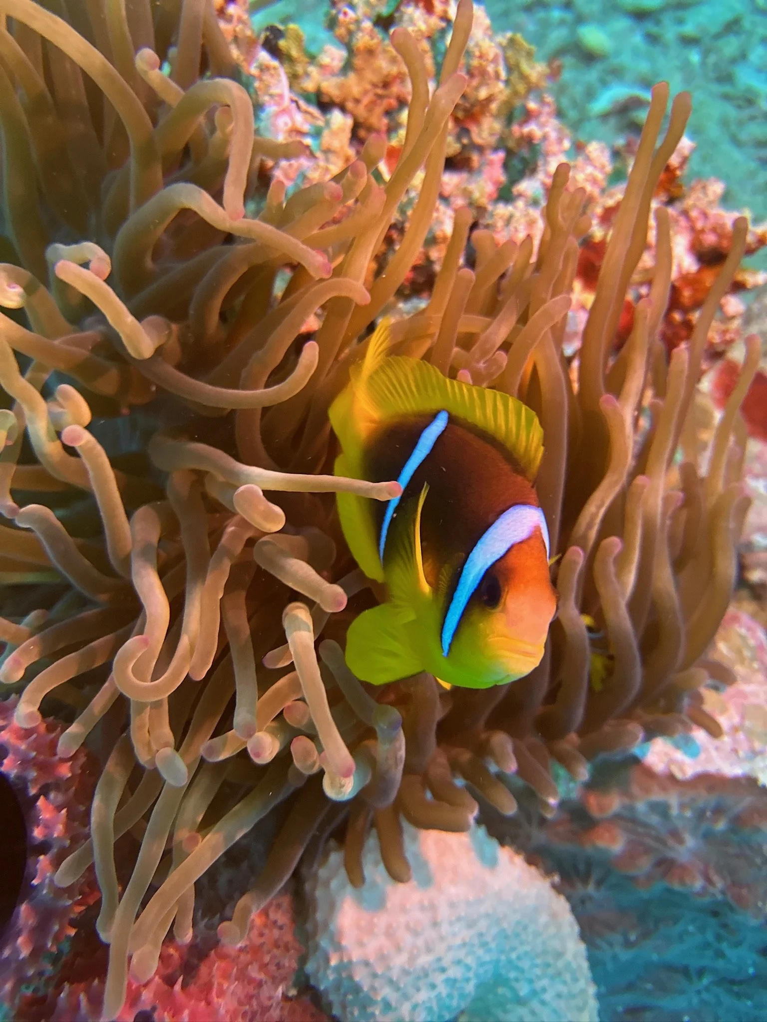 05-Red-Sea-Clownfish.JPG