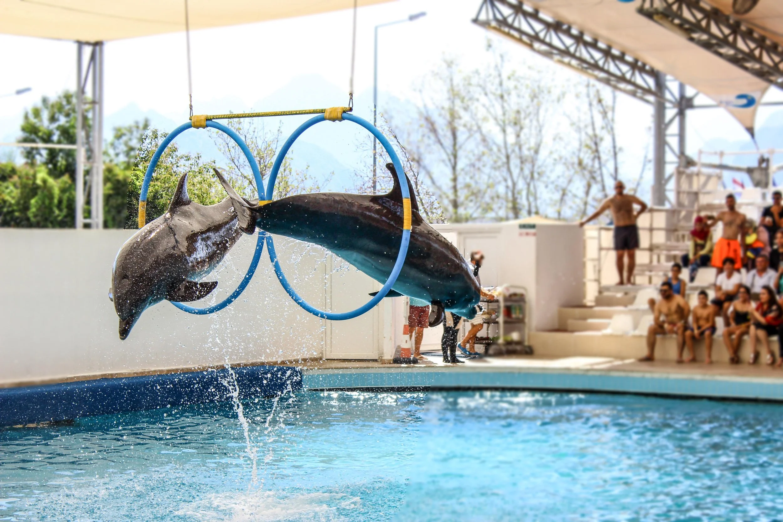 Dolphins in captivity in a dolphinarium forced to perform tricks for paying customers. End dolphins in captivity: #noespaisparadelfines #dolphinsarenotforcaptivity